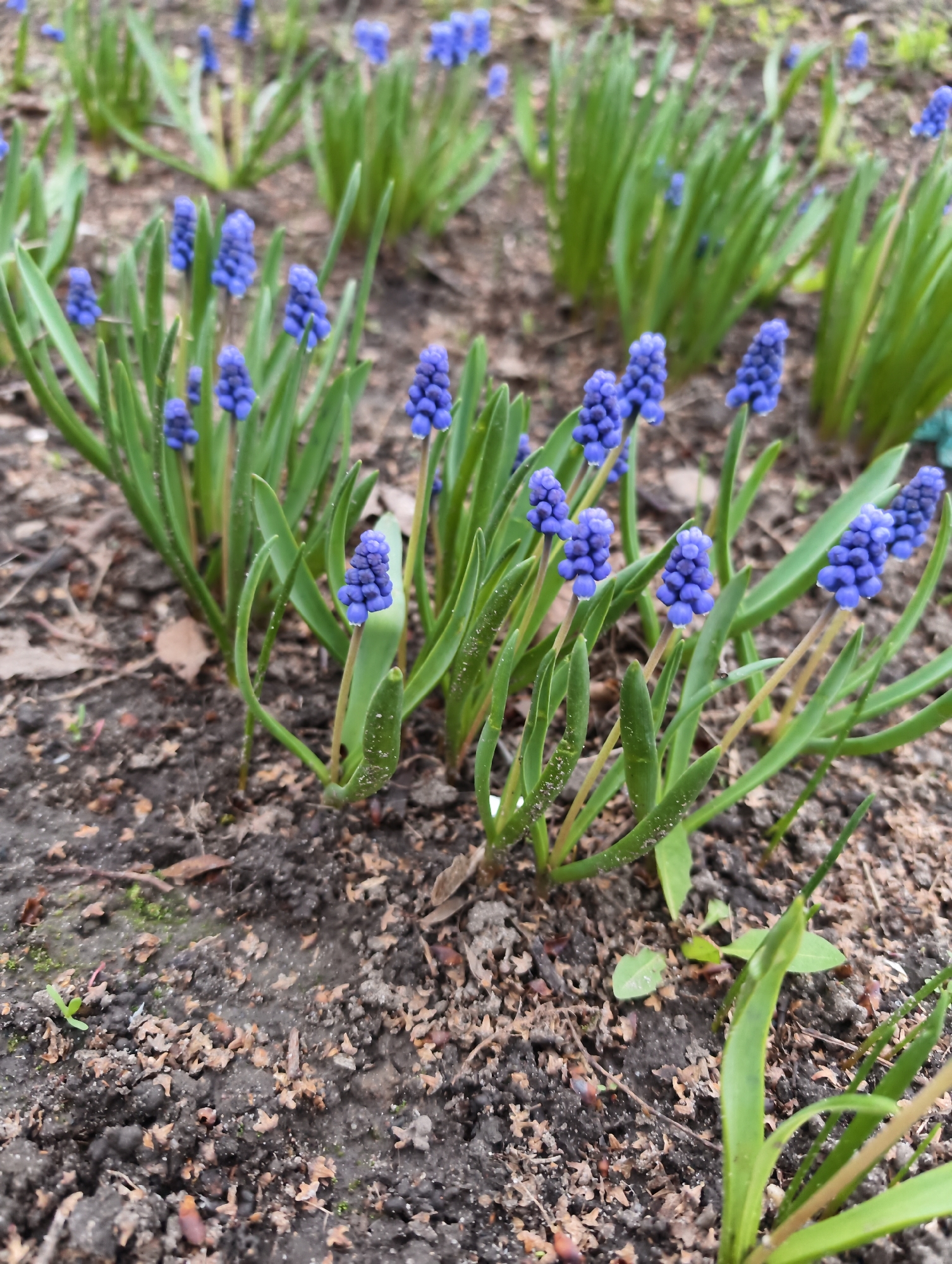 Spring flowers and stream documented in Balashov, Russia