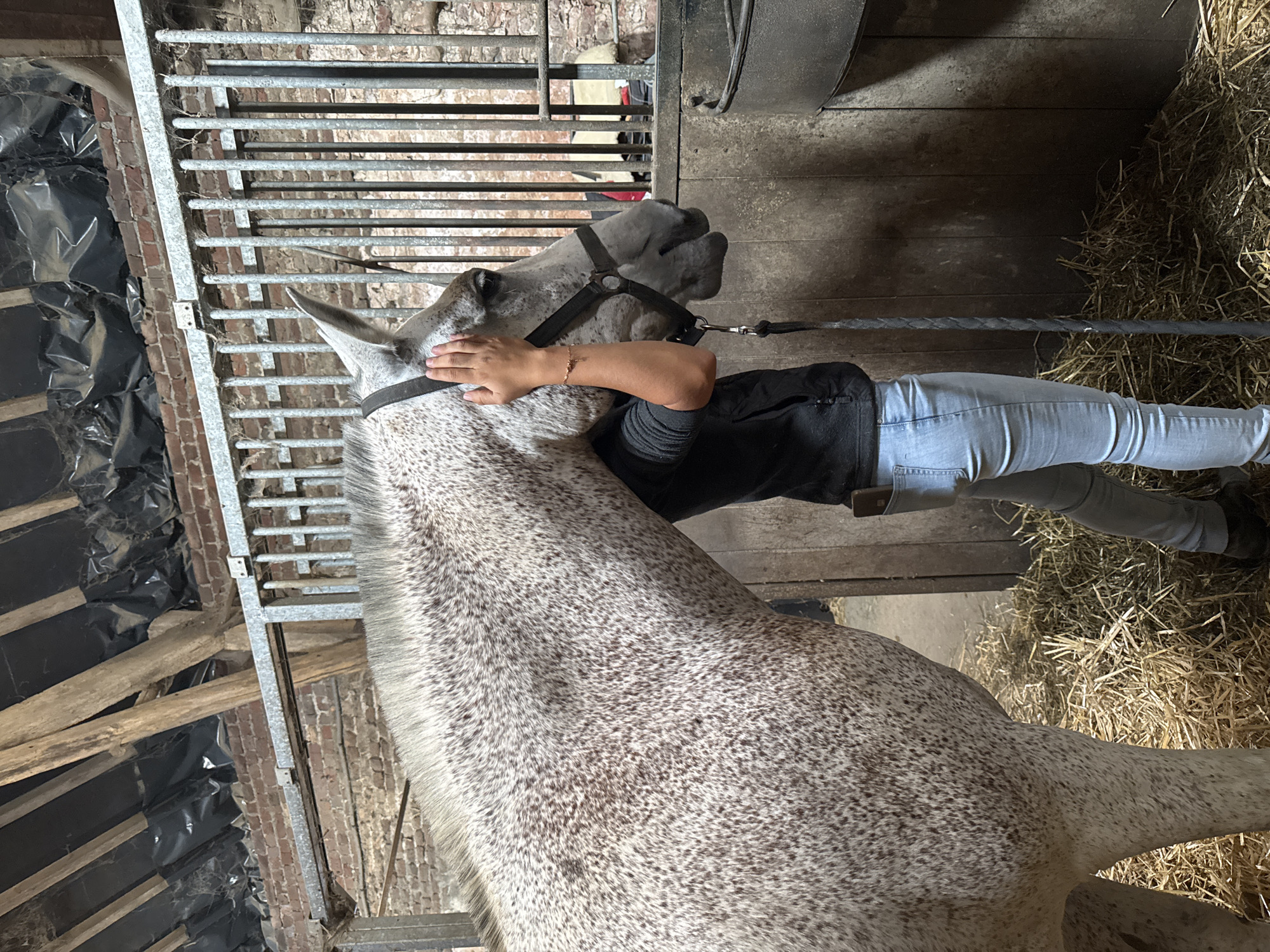 Dappled grey horse in a Belgian stable, mid-afternoon care