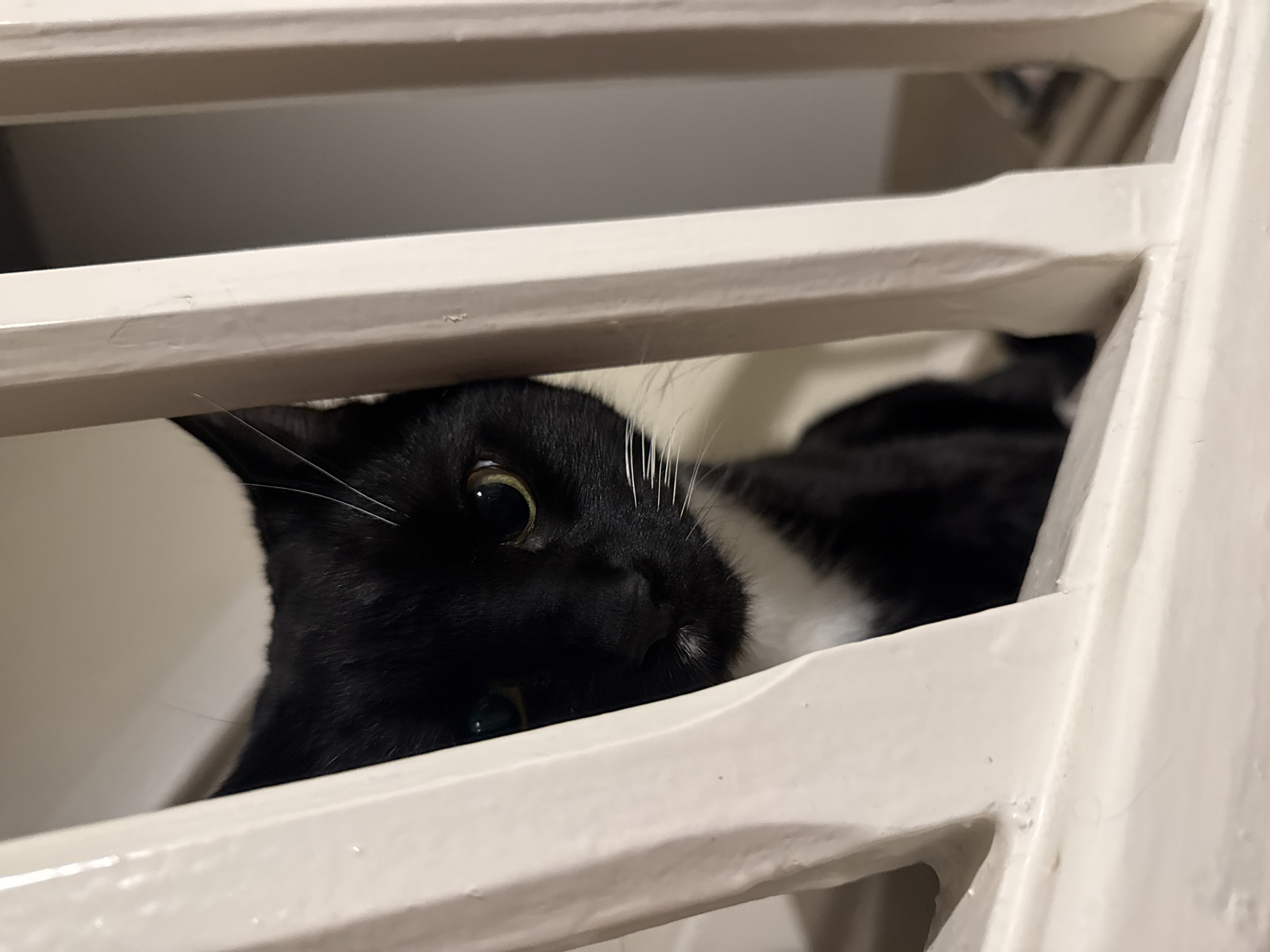 Close-up cat portraits captured in Desborough, UK
