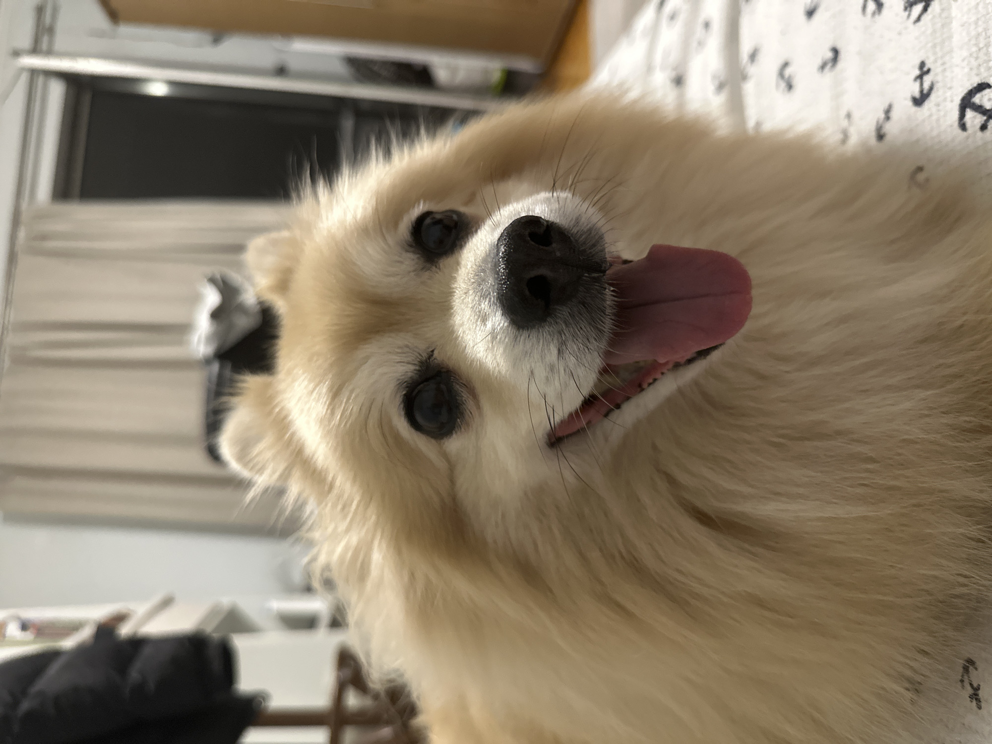 Pomeranian lounges around a Dimitrovgrad apartment
