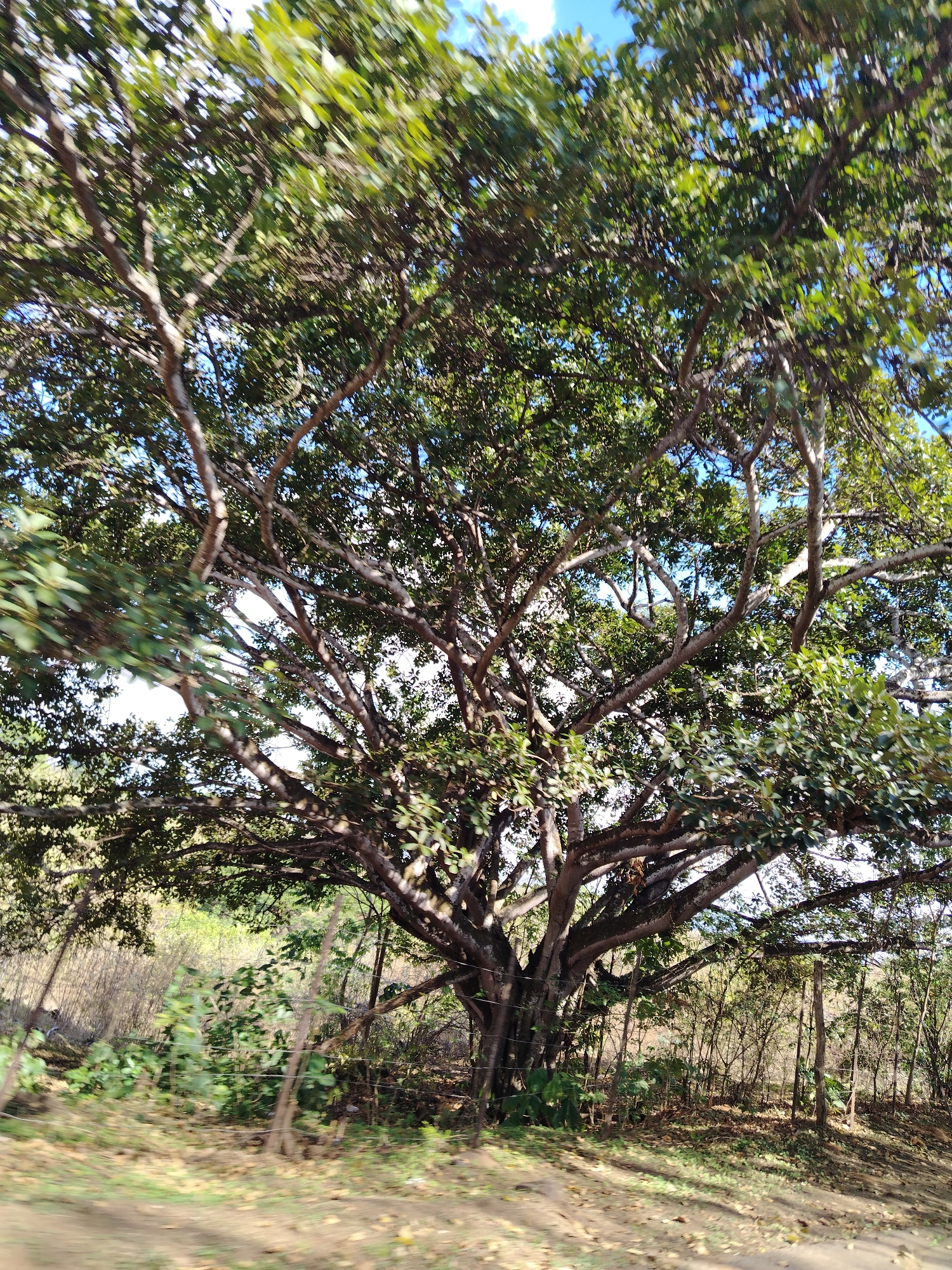 Large tree with dense foliage documented by witness