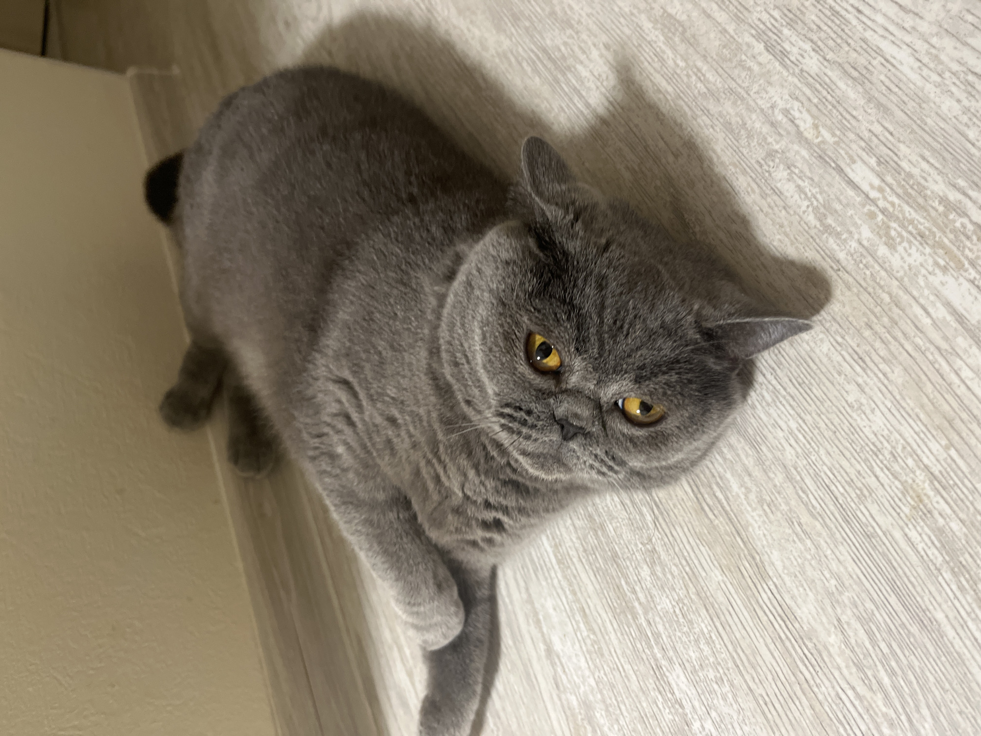 British Shorthair cat doing absolutely nothing, perfectly