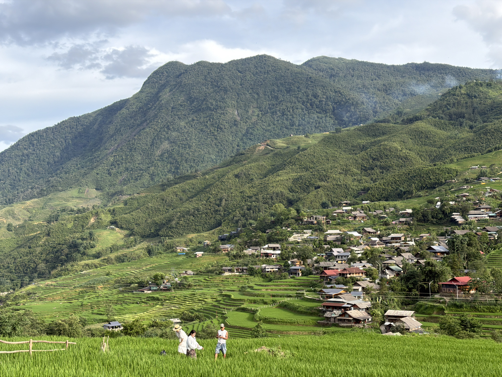 Tả Van's rice terraces and village in peak green season
