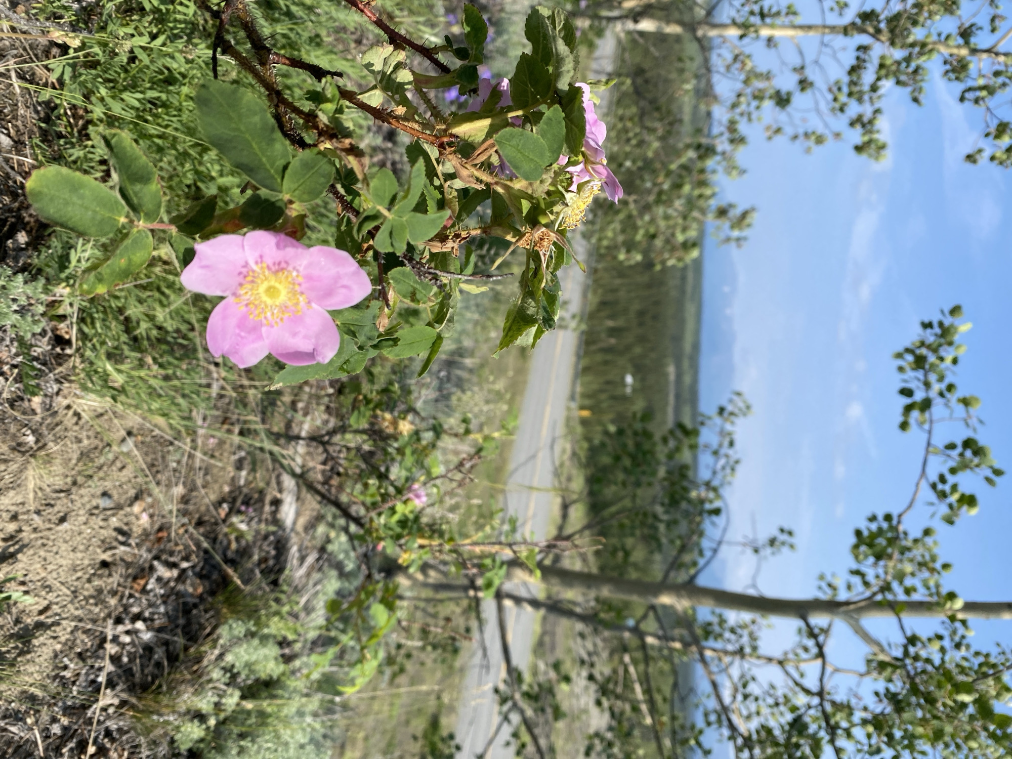 Haines Junction, Canada