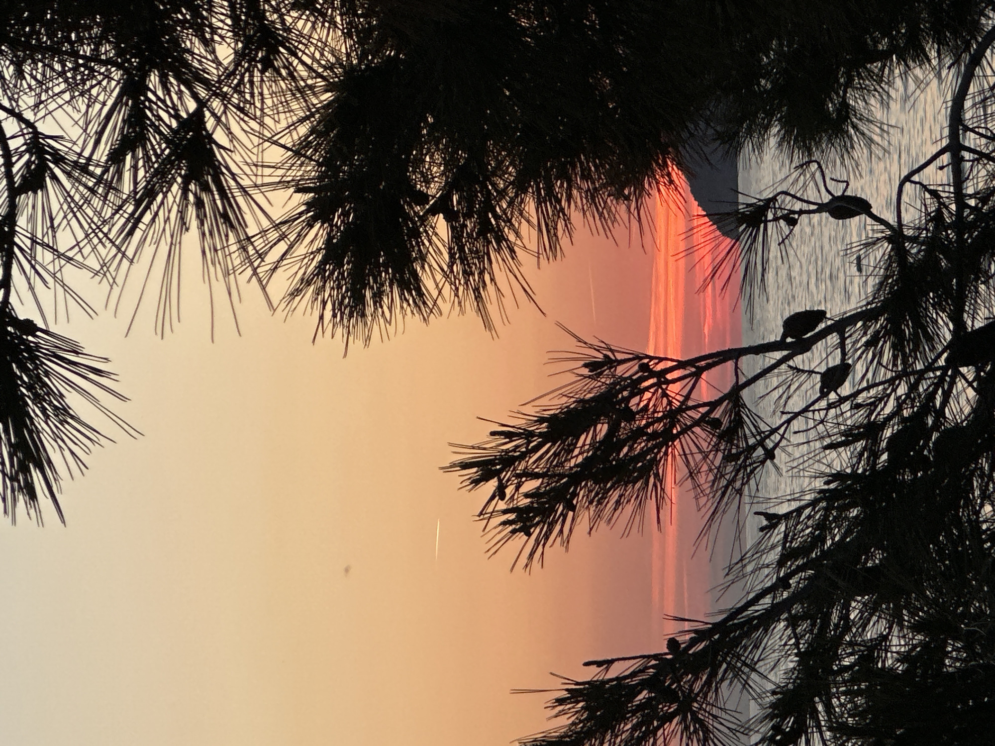 Sunset observed through pine branches along Montenegro's Adriatic coast