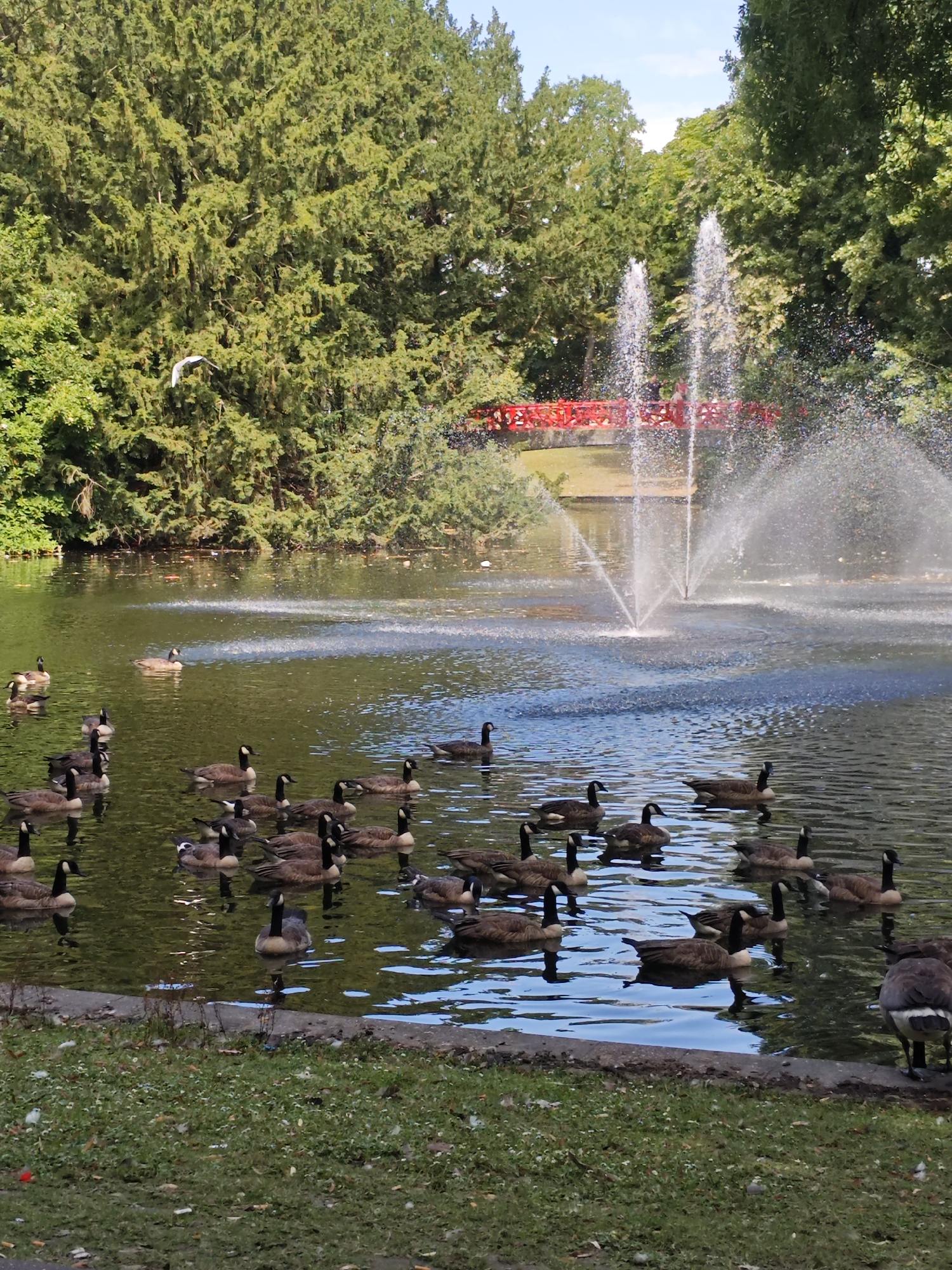 Canada geese fill a fountain pond in Breda park