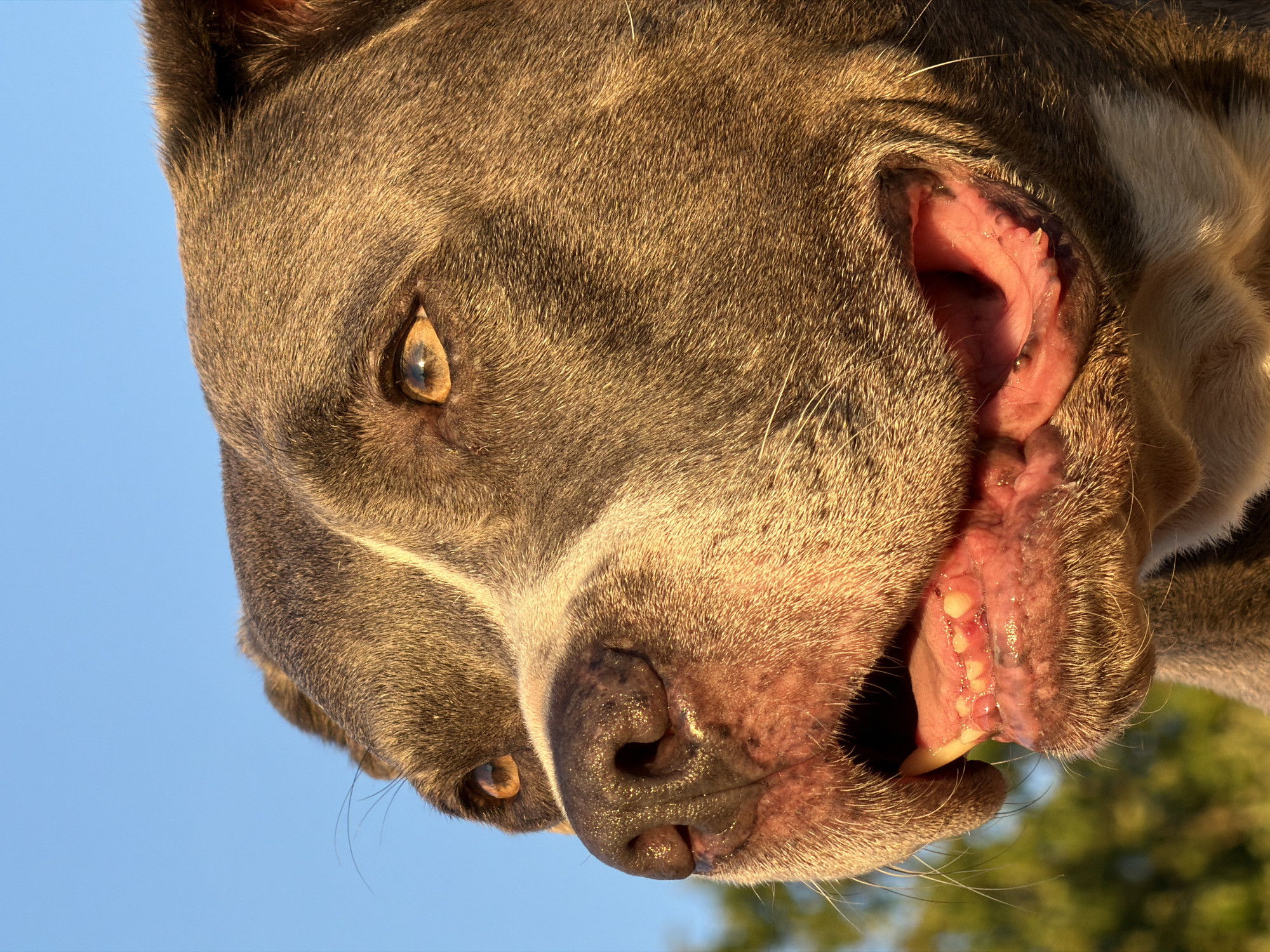 Dog and golden hour light in Esch-sur-Alzette