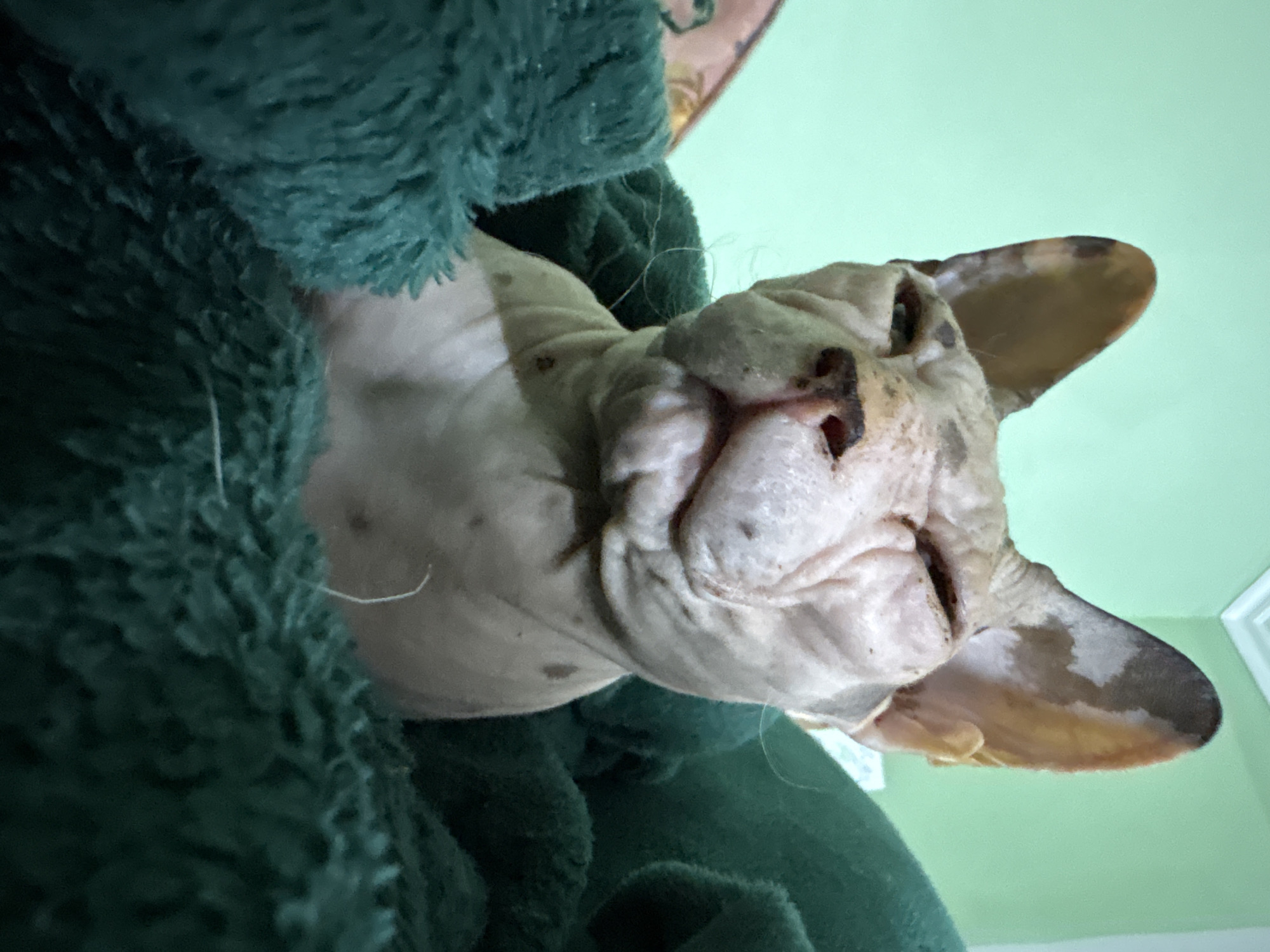 Cat photography session captures multiple breeds resting in Almaty