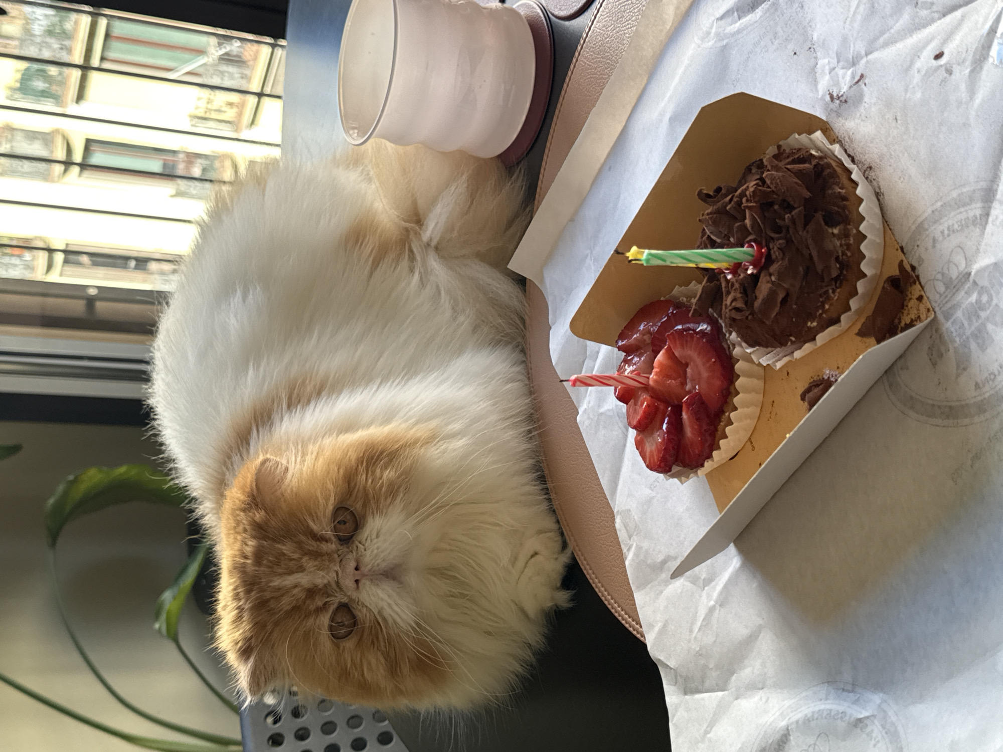 Cat poses with cupcakes in Barcelona morning scene