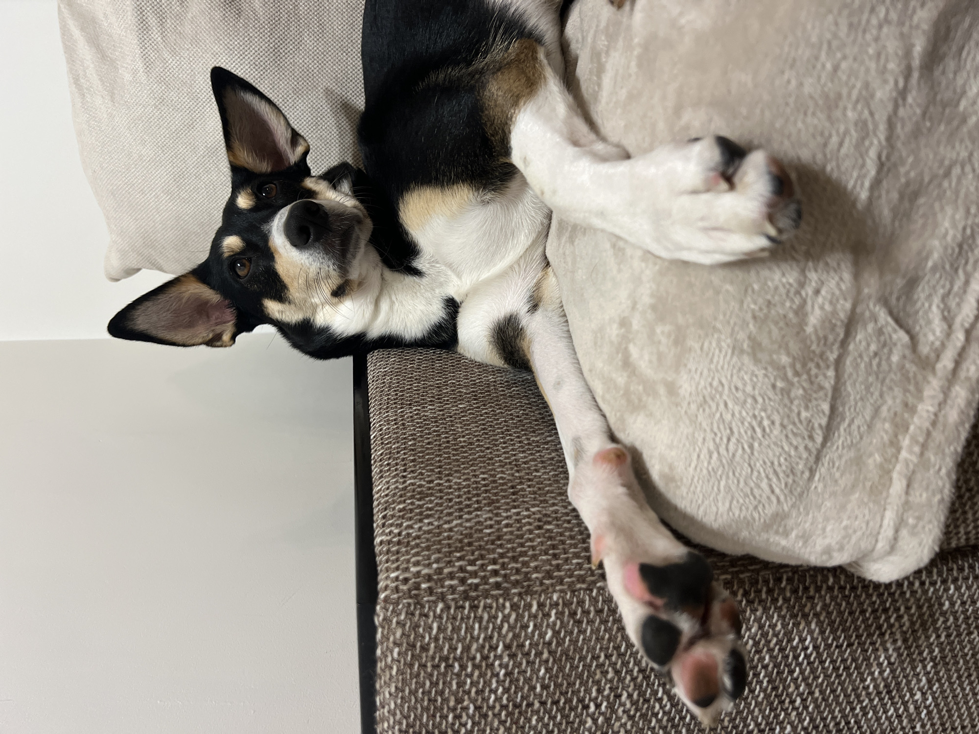 Dog on the couch, fridge full of travel magnets — Sofia home