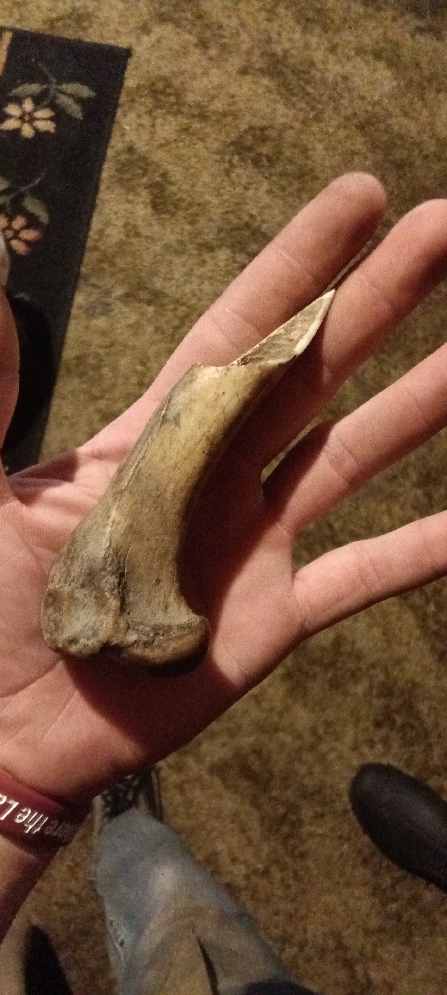 Person handles bone fragment, tools in Clarksville home