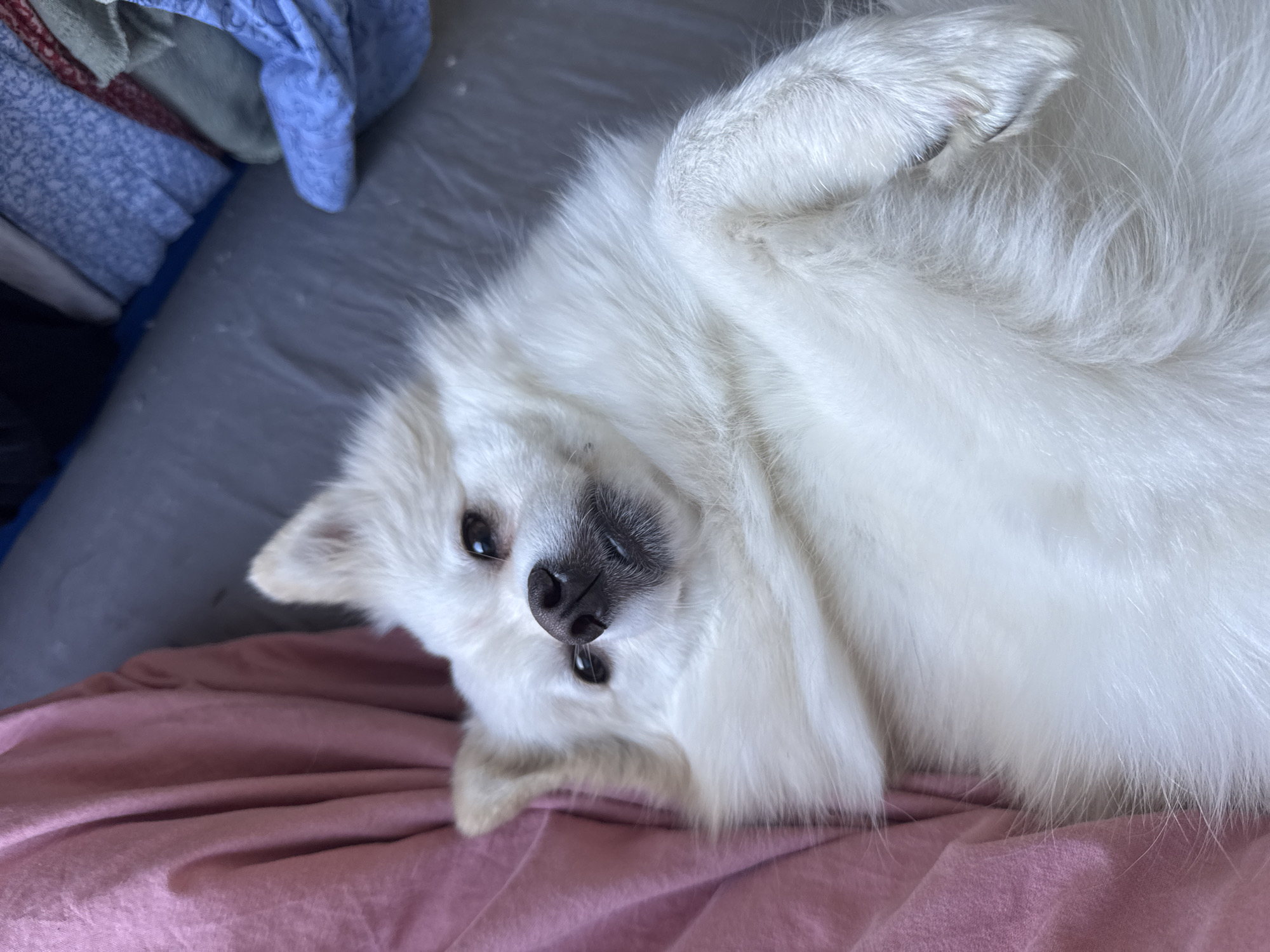 White dog rests upside down on pink blanket in Sofia