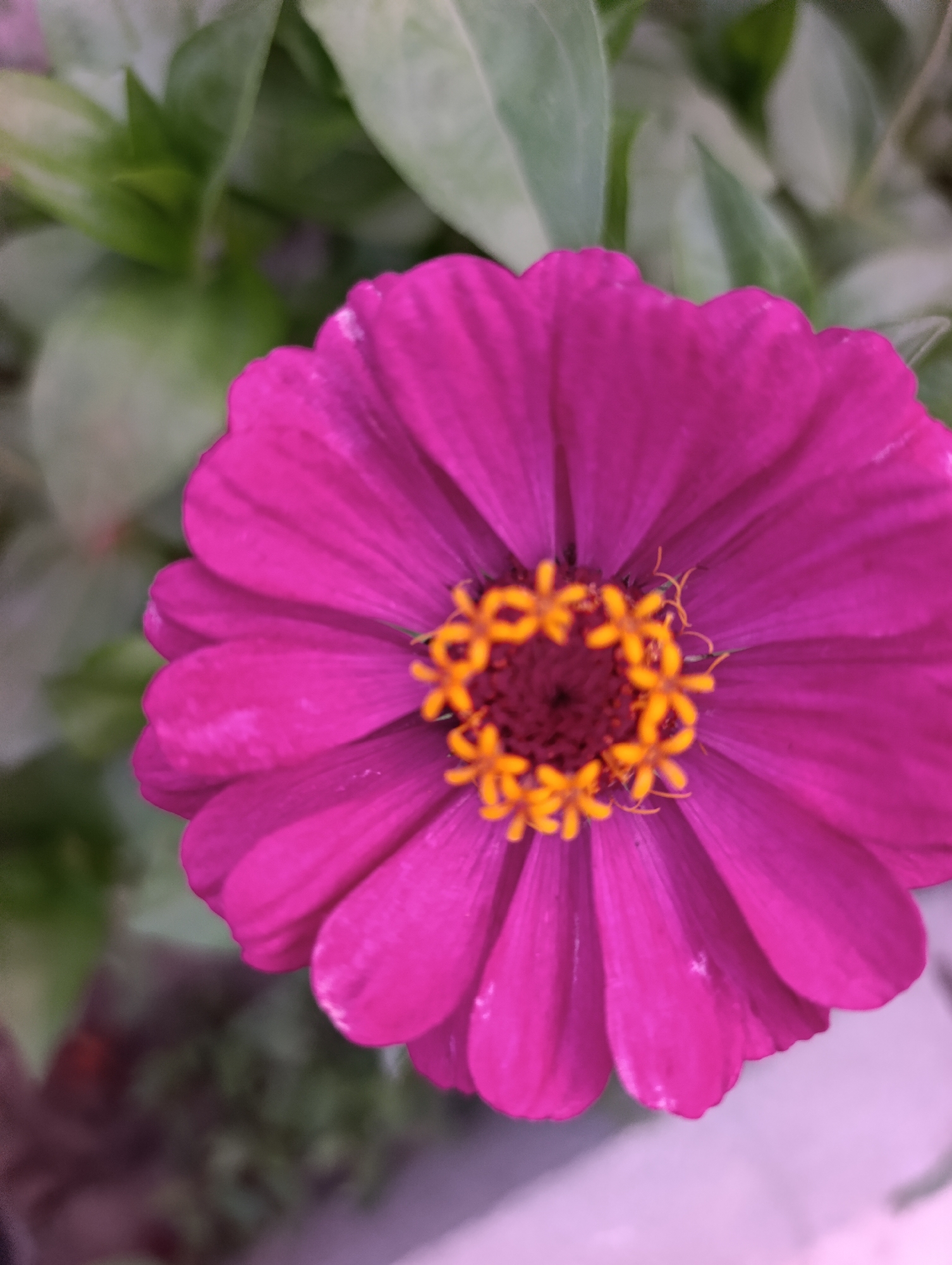 Zinnias and twilight skies over a Kazakhstan neighborhood