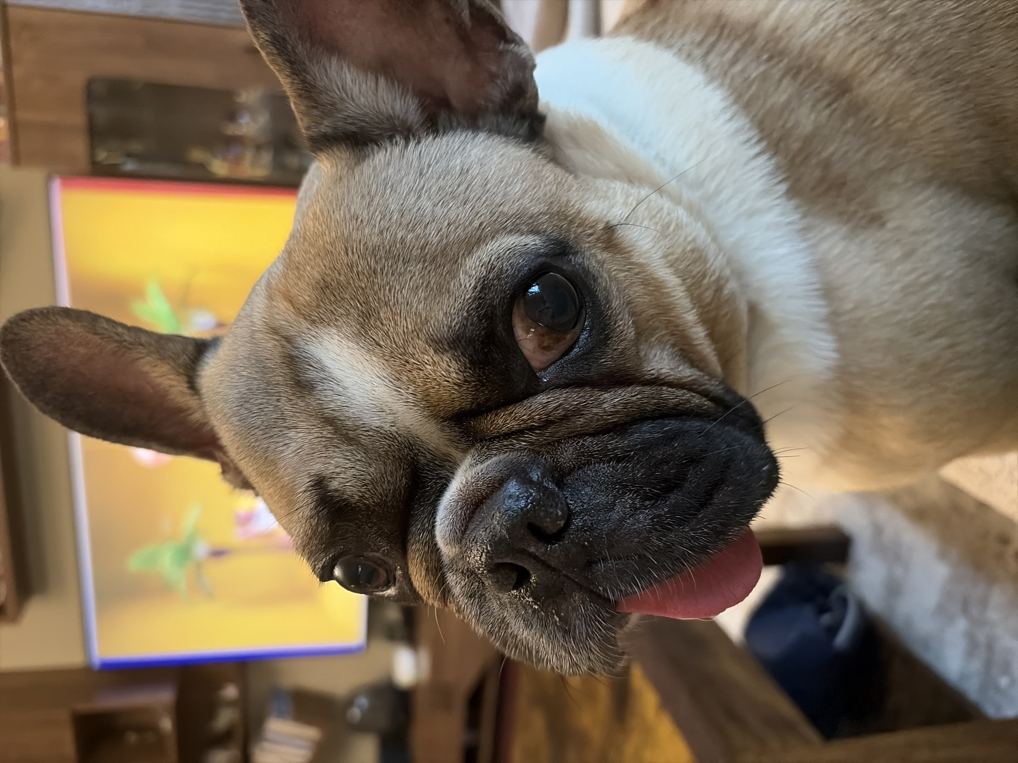 French Bulldog photographed in multiple close-up shots in Sofia