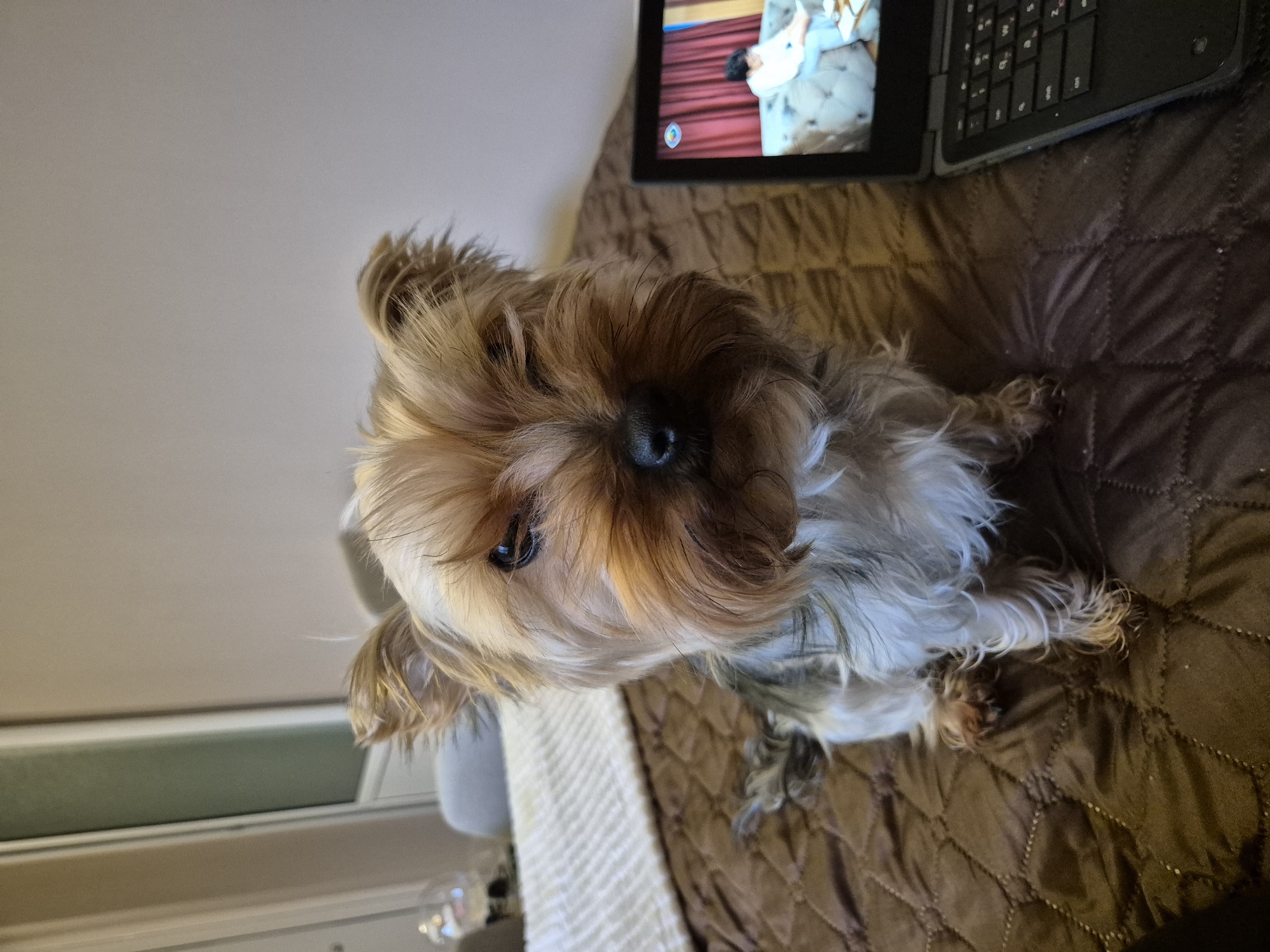 Yorkshire Terrier photographed in bedroom scenes, Pavlikeni Bulgaria