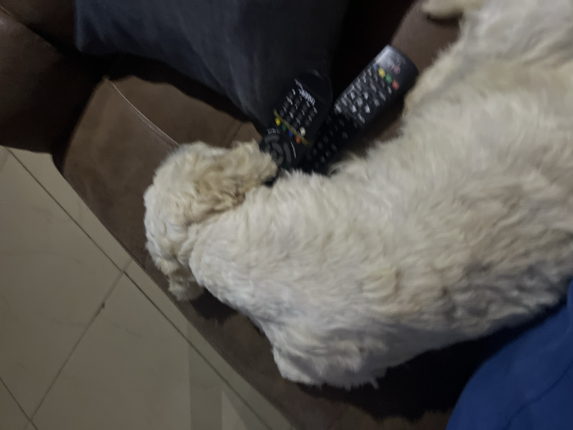 Misty Jos morning: foggy streets, keke napep, and a lazy dog indoors