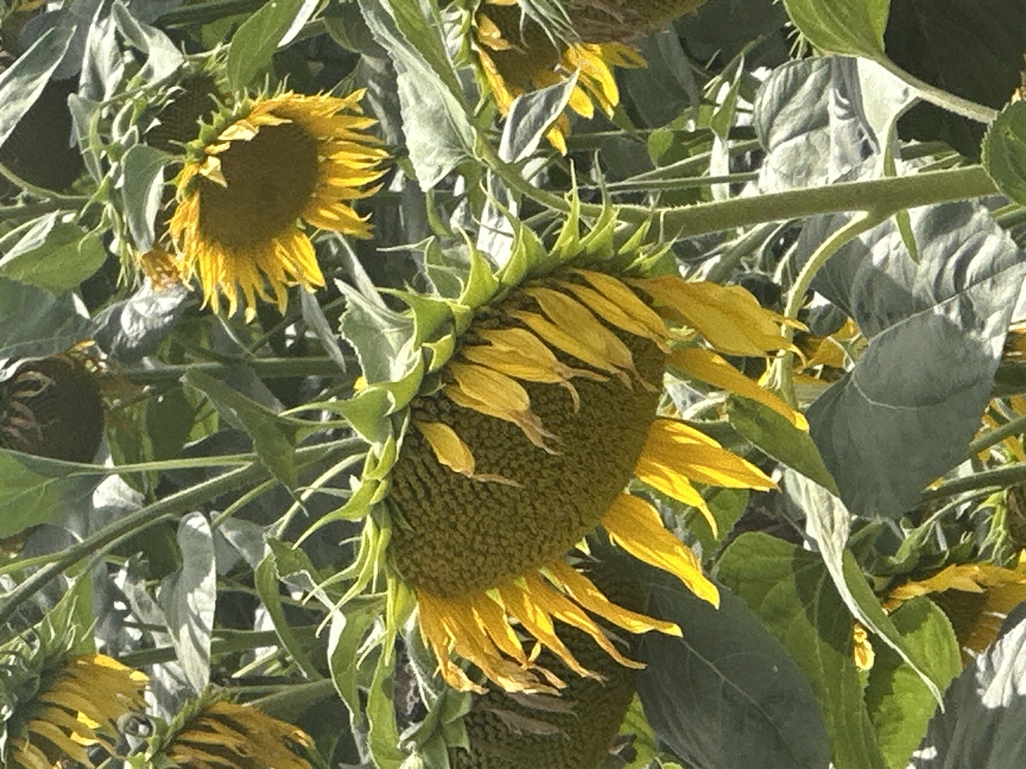 Sunflower field in rural Ukraine, mid-summer bloom and beyond