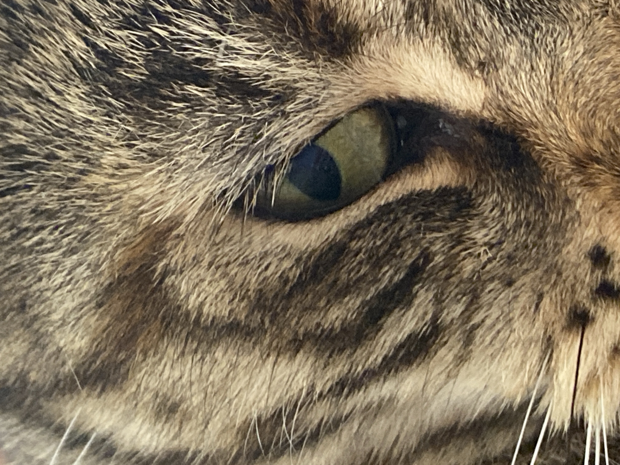 Tabby cat napping on a patterned blanket in Maykop