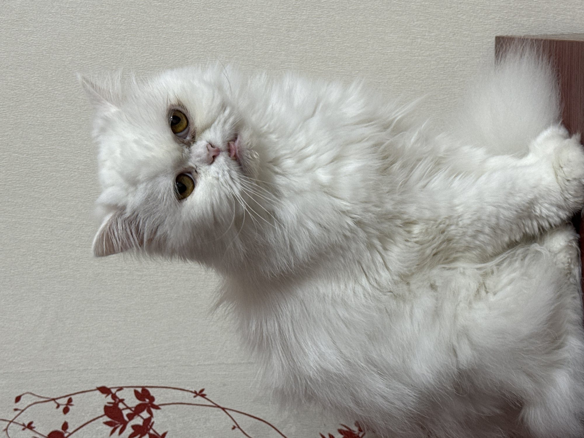 White Persian cats rest and groom in Burgas evening