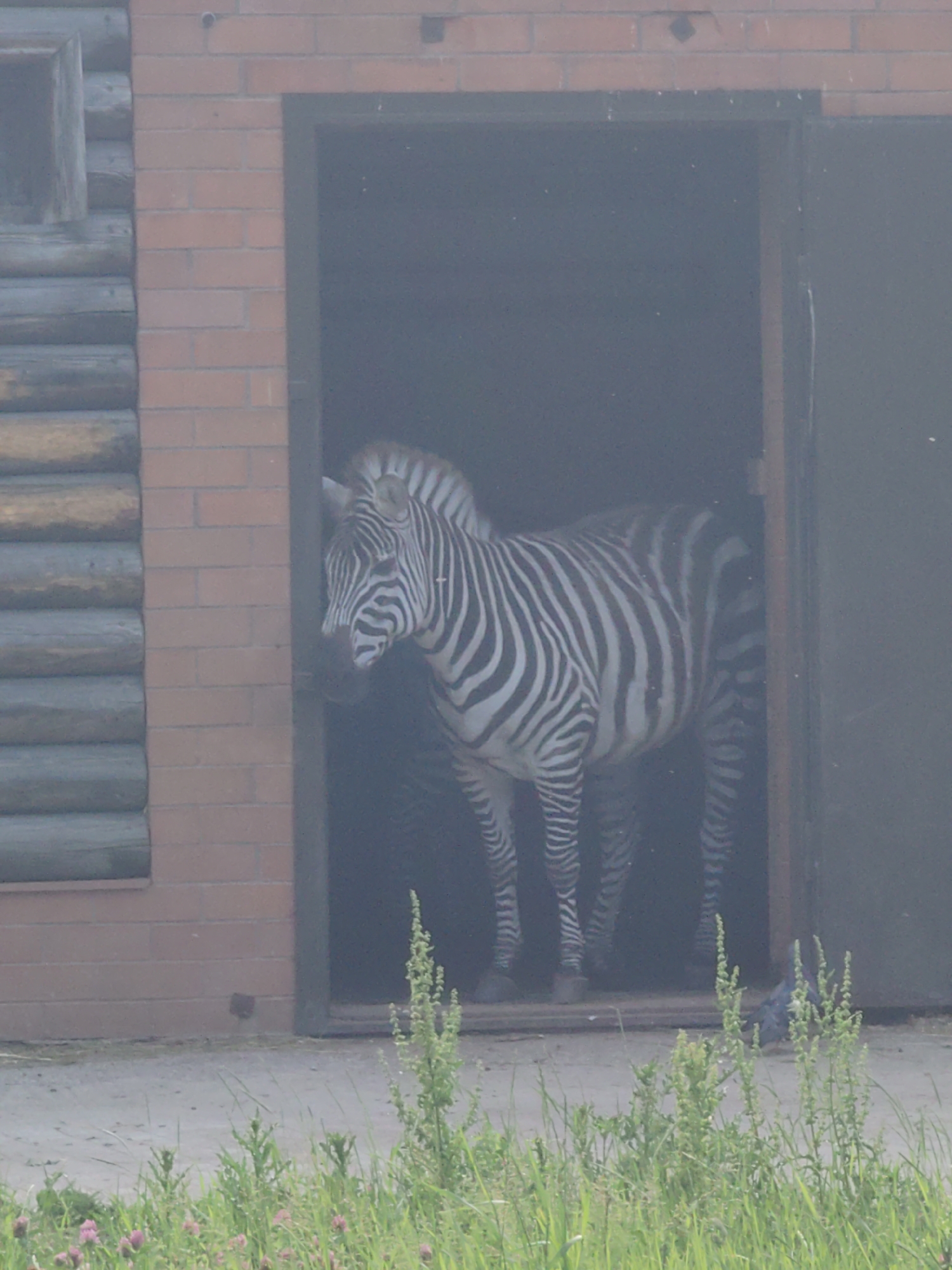 Afternoon at the zoo: meerkats, raccoons, crows, and more