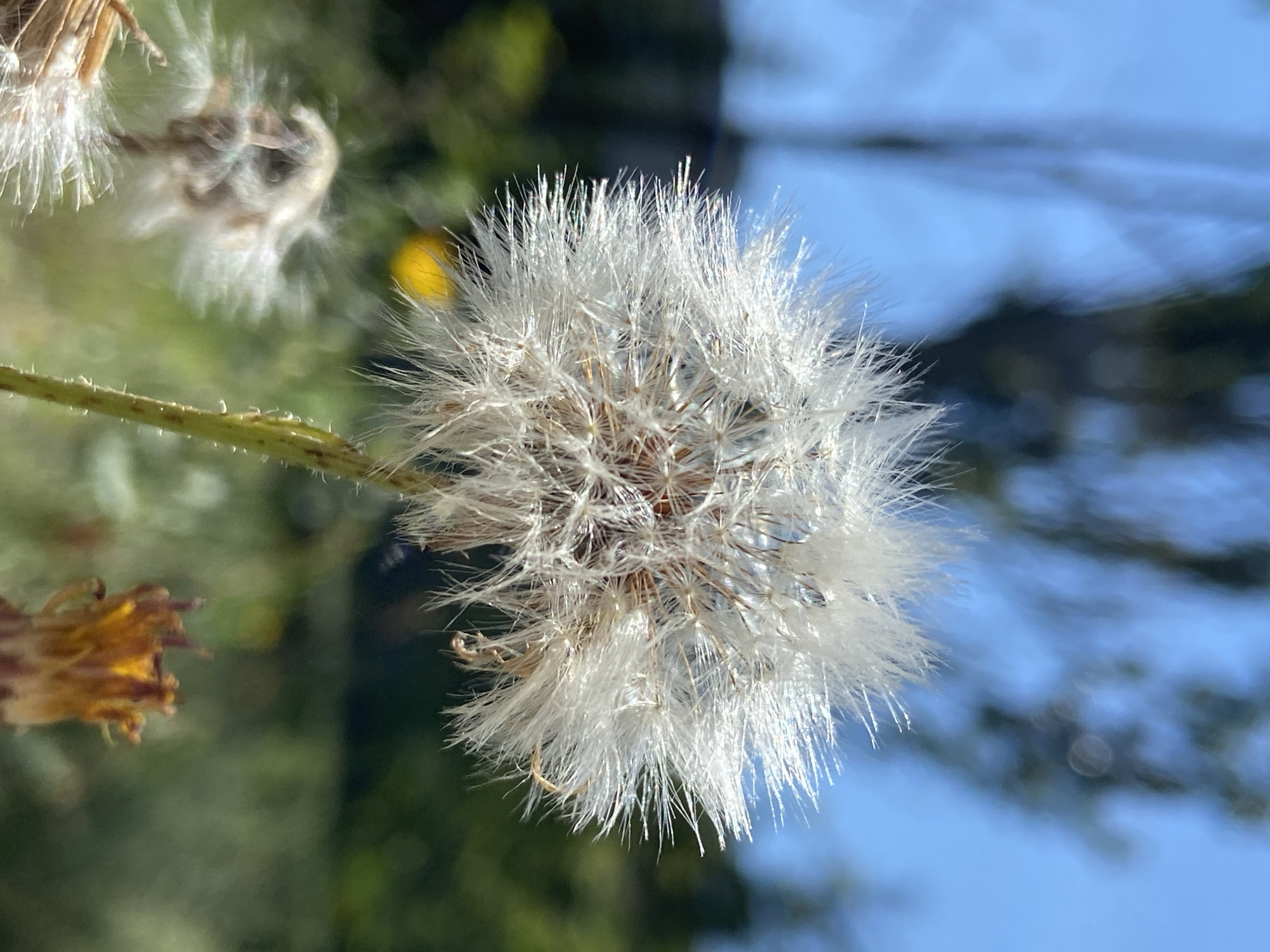 Macro morning: snails, dandelions, and wildflowers up close