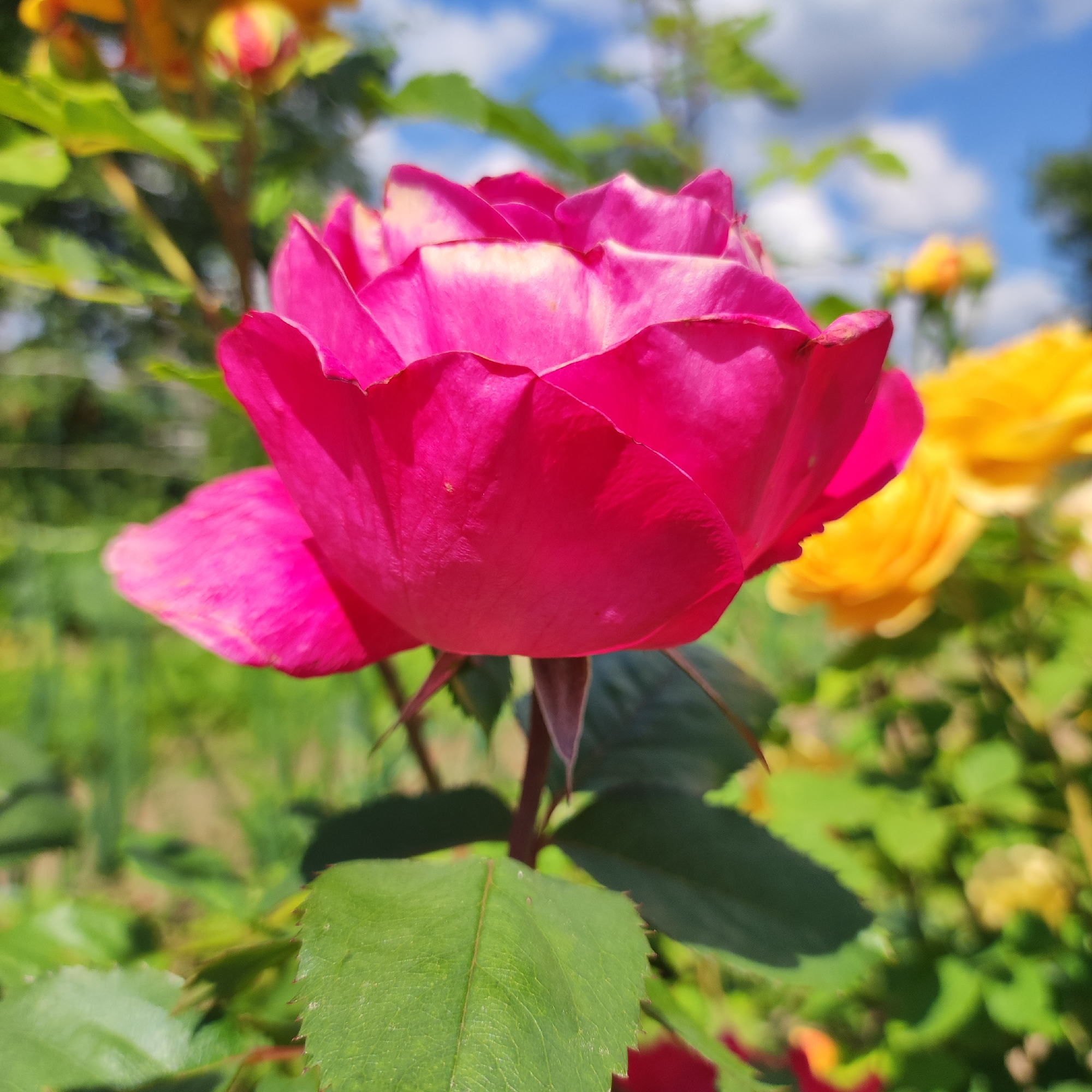 Close-up rose photography across multiple colors and bloom stages