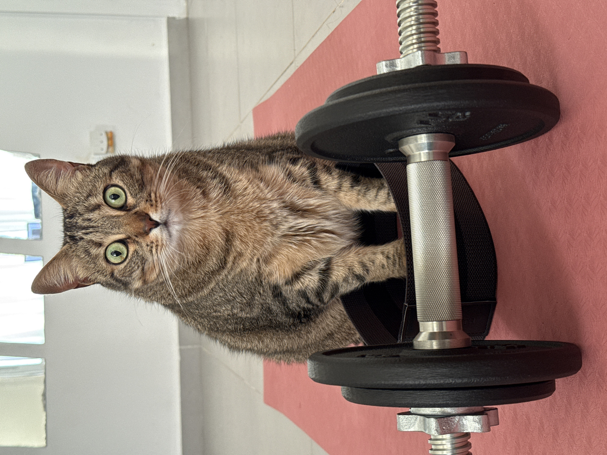 Tabby cat sits on pink exercise mat in Mallorca home