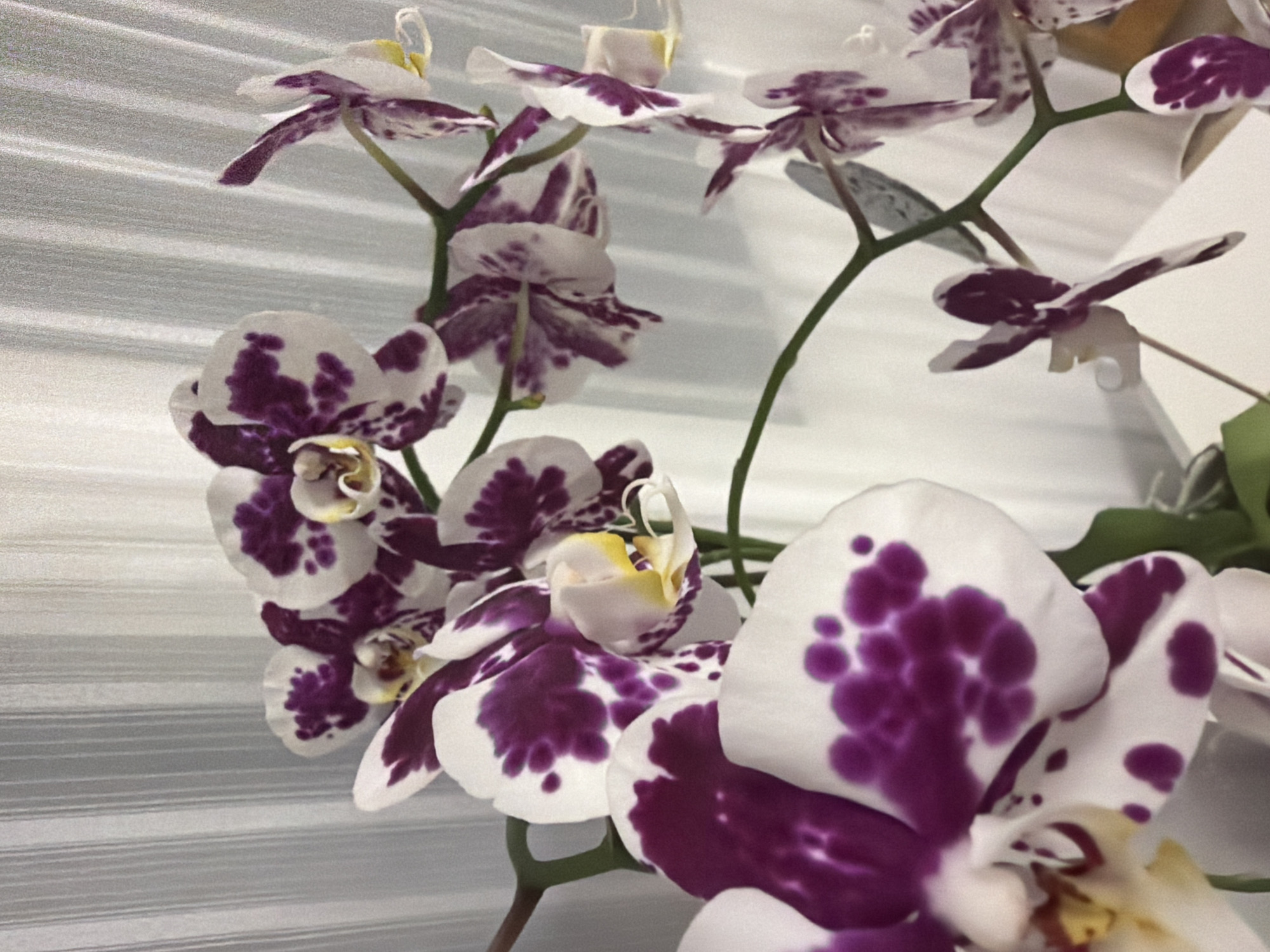 Orchids, ink, and interior details on a quiet Dorsten evening