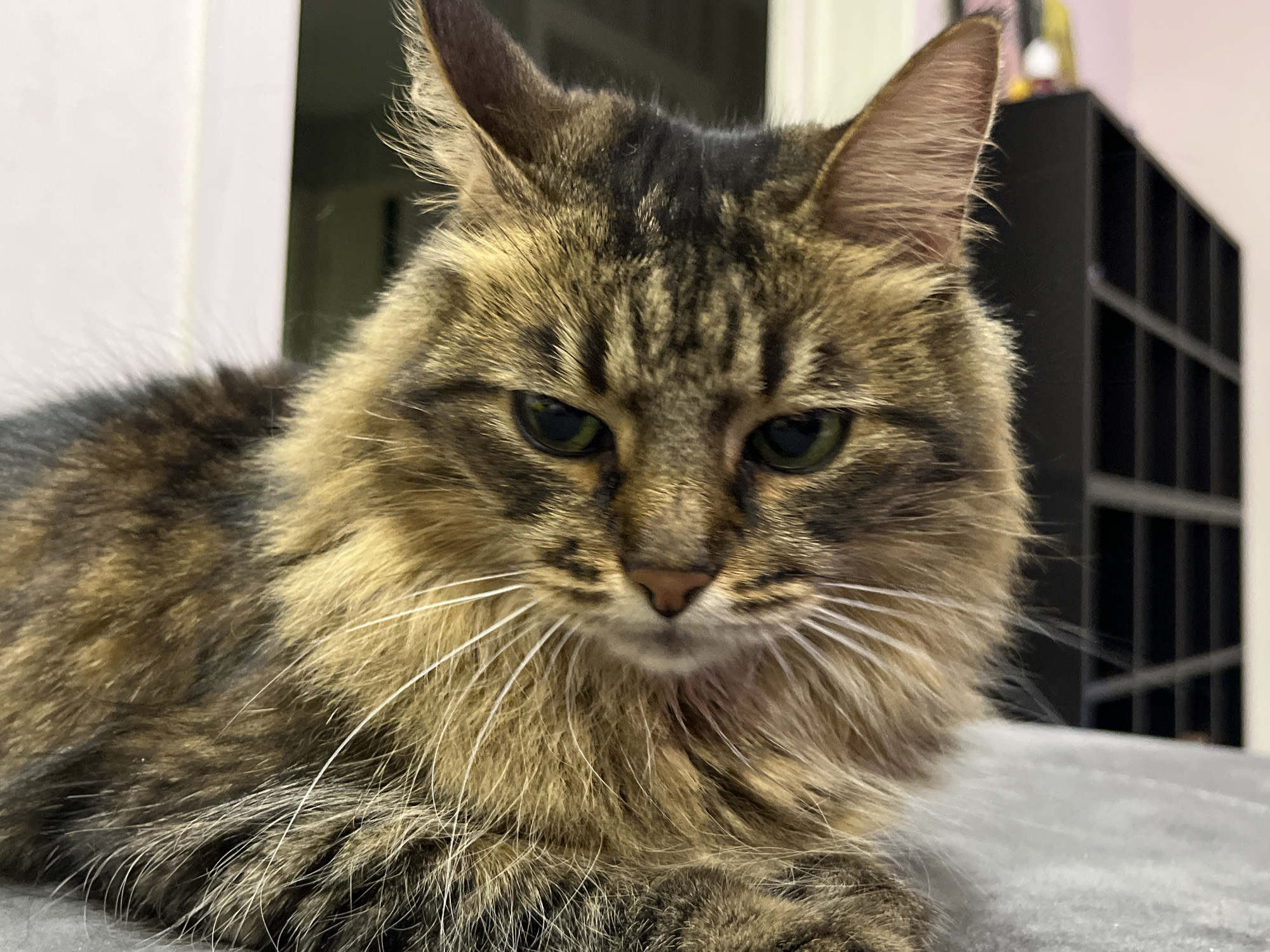 Green-eyed tabby cat photographed extensively on a gray couch