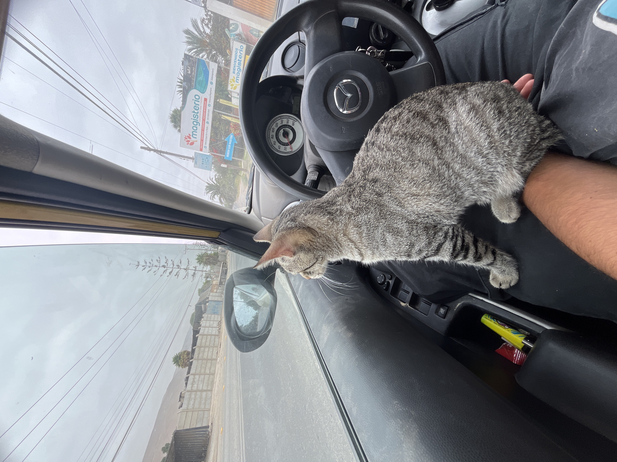 Cat rides shotgun, market shopping captured in Arica, Chile
