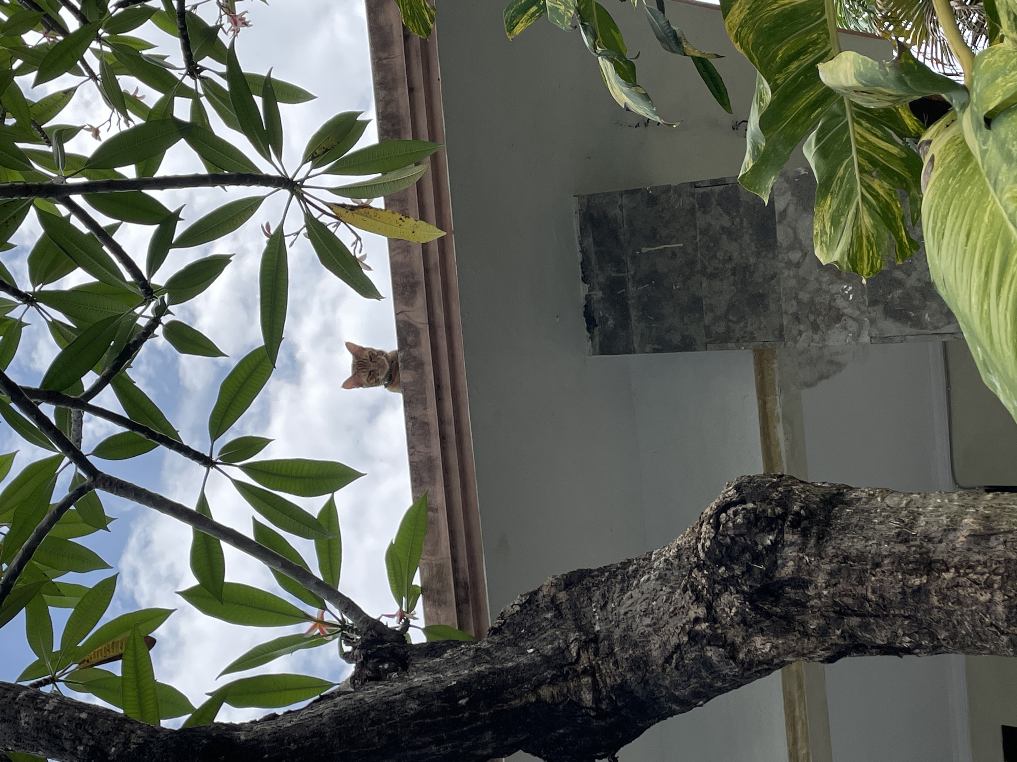 Cat spotted on building edge in Kuta Selatan