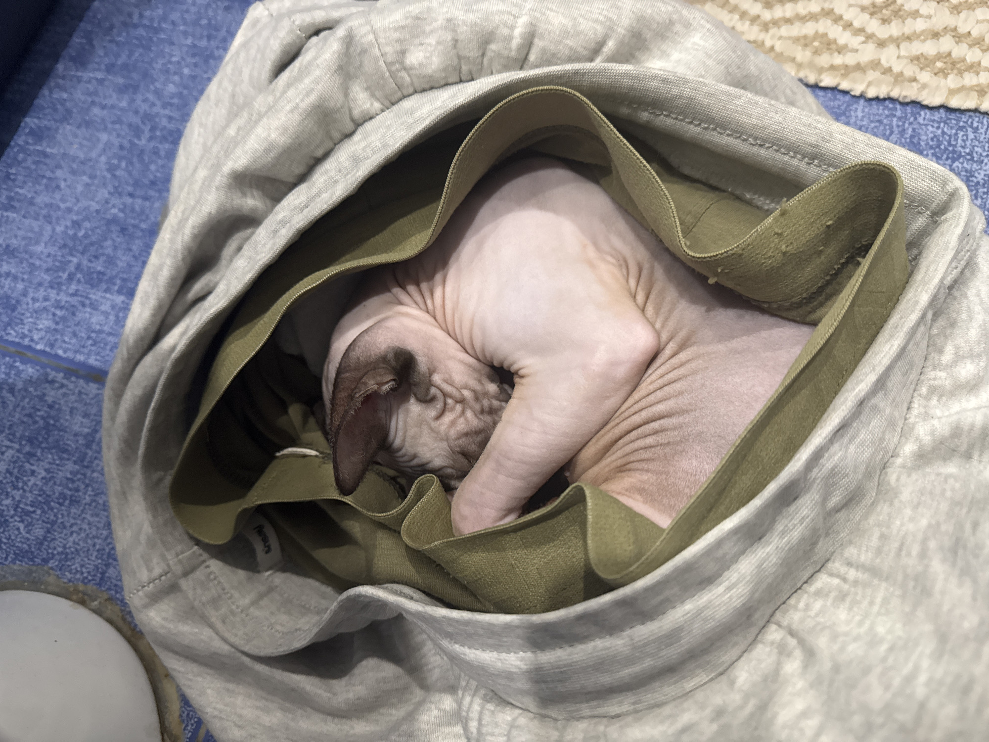 Sphynx cat found curled up inside gray pants