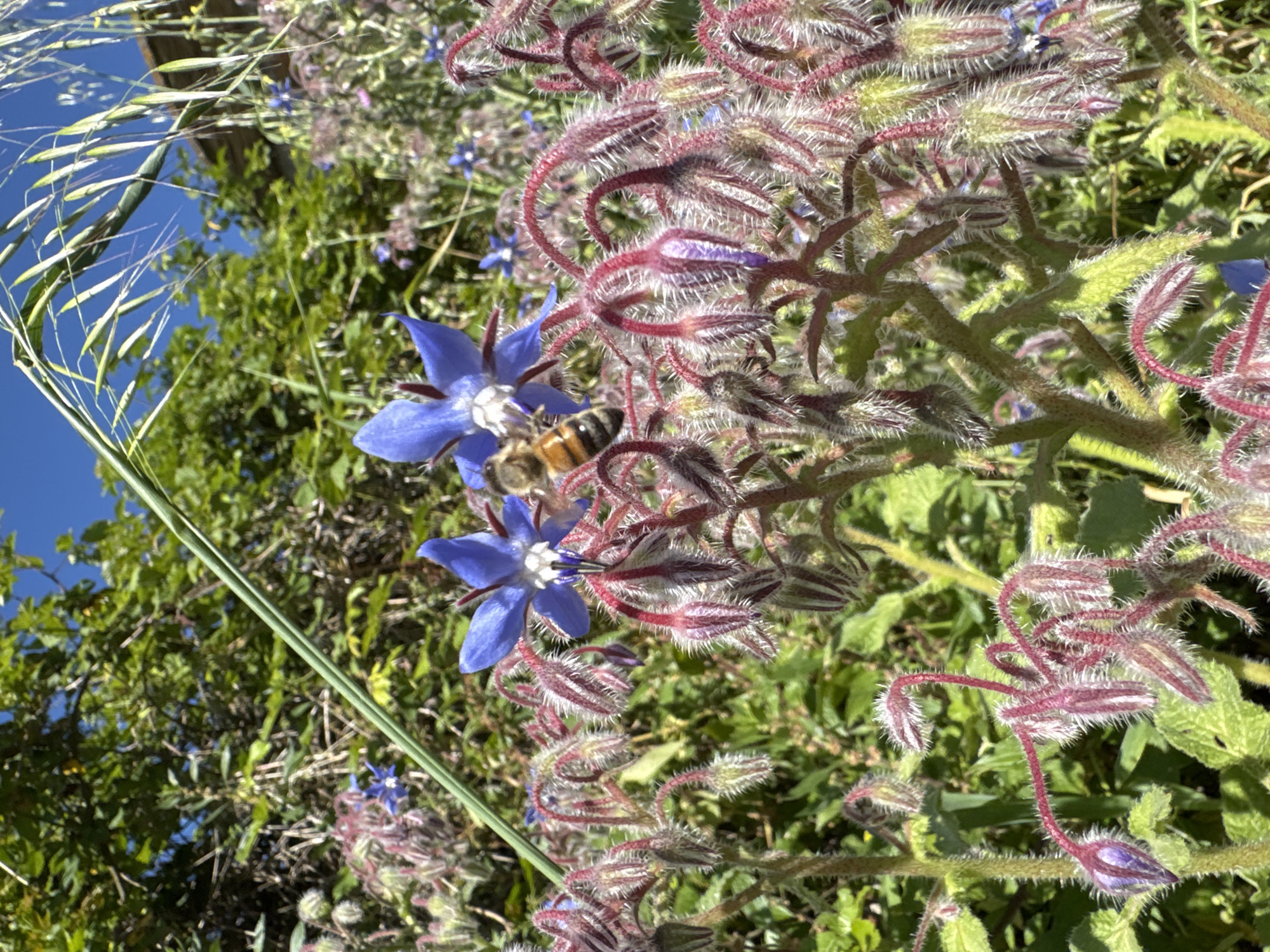 Spring nature documentation recorded across Aprilia, Italy gardens
