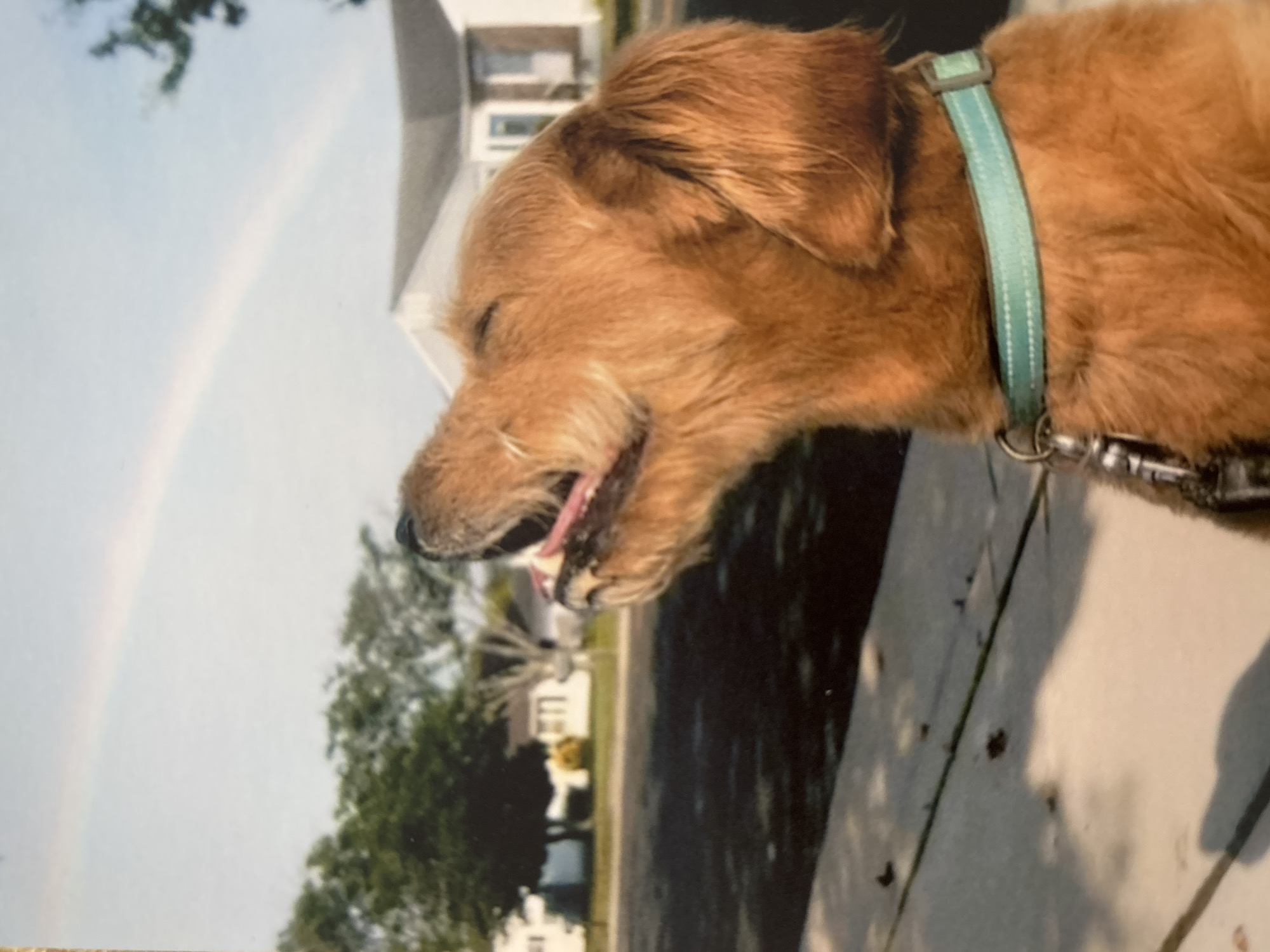Golden dog enjoys sunny afternoon walk in Sofia