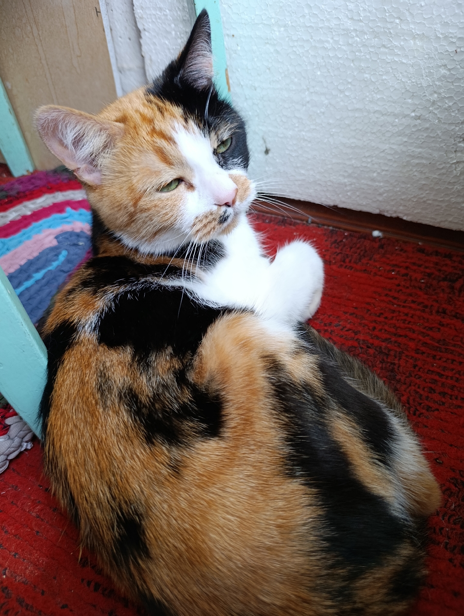 A quiet Sunday morning in Alexandrov, cats and tarot included