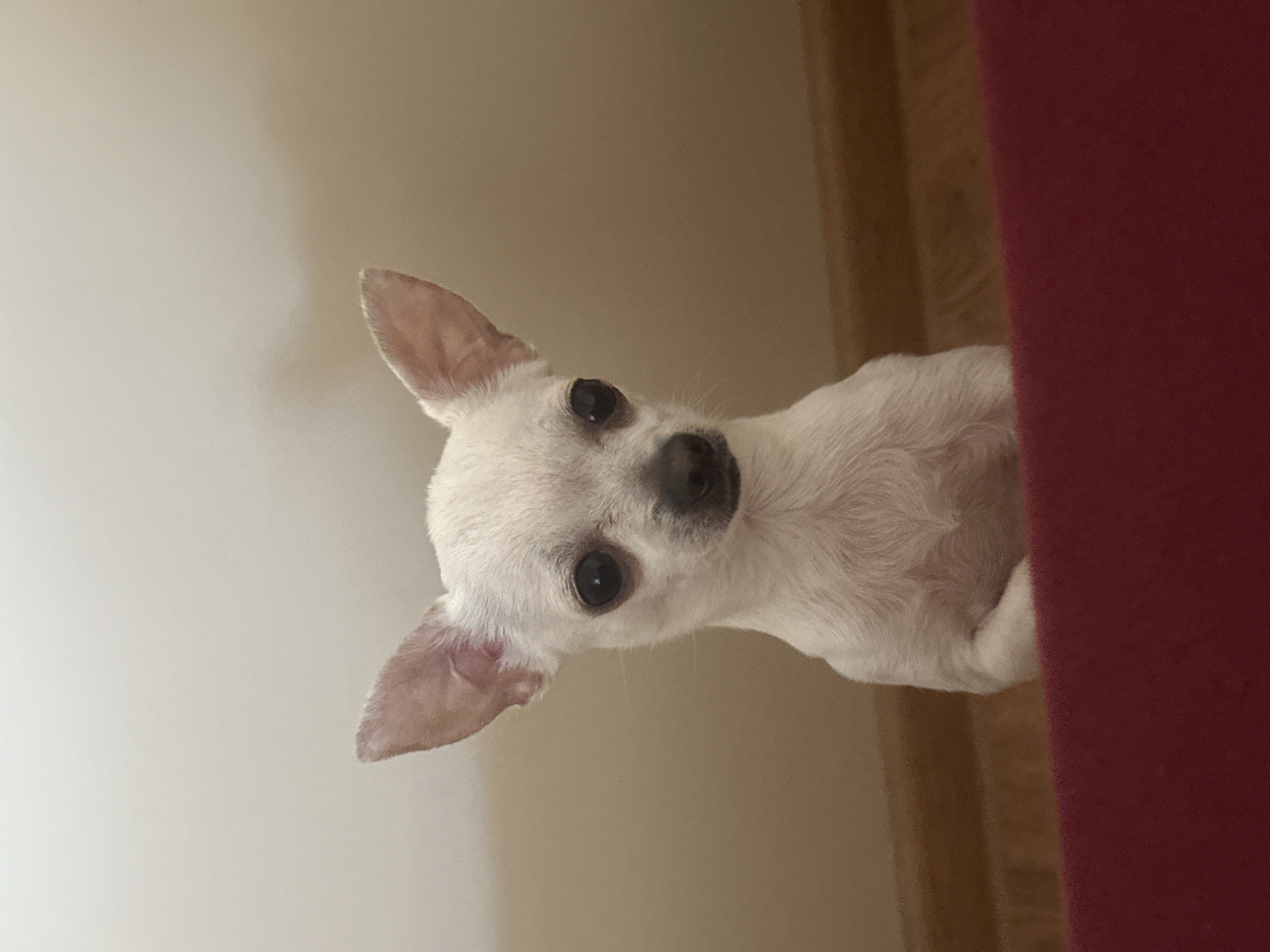 Small white dog photographed in Bulgarian village