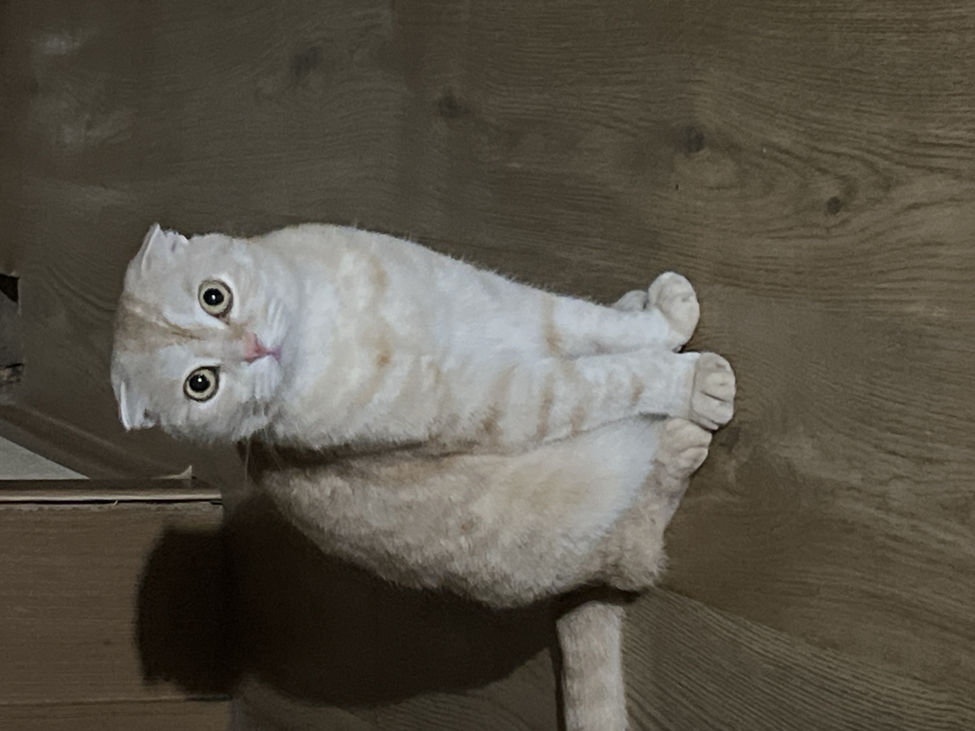 Scottish Fold cat observed on indoor perch with tilted head