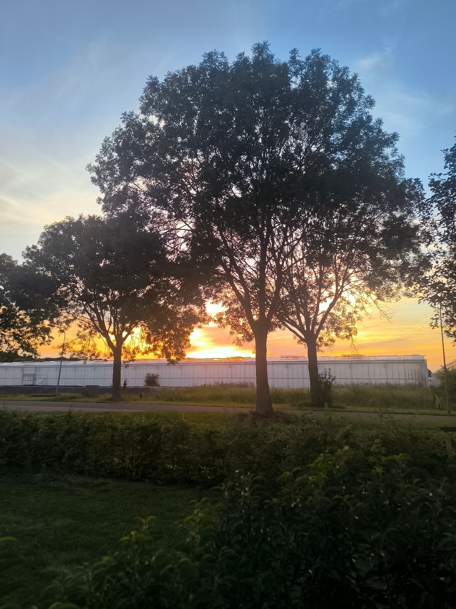 Sunset in Almere: skies, trees, flowers, and a passing plane