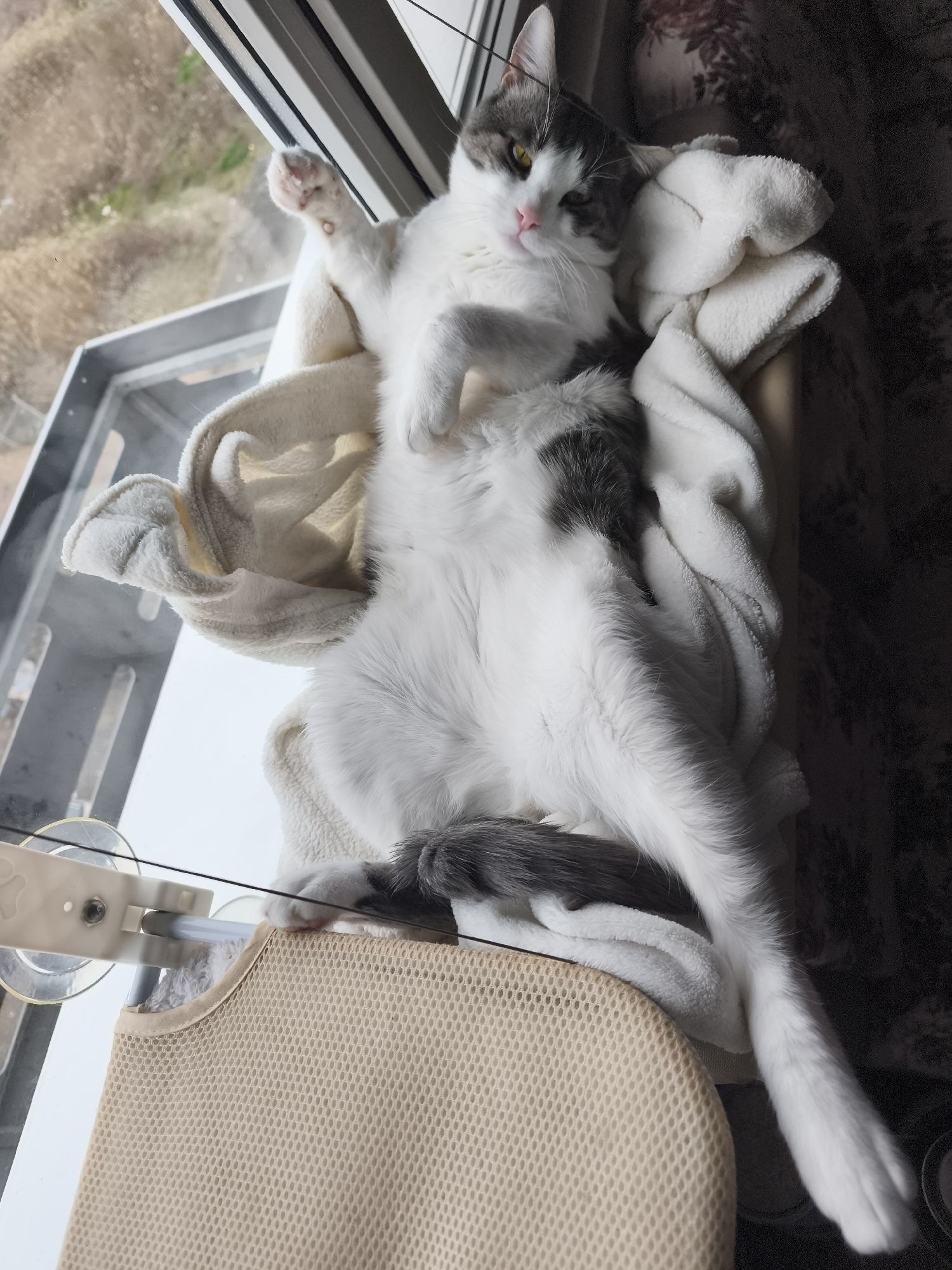 Quiet domestic moments with pets and people in Pomorie homes