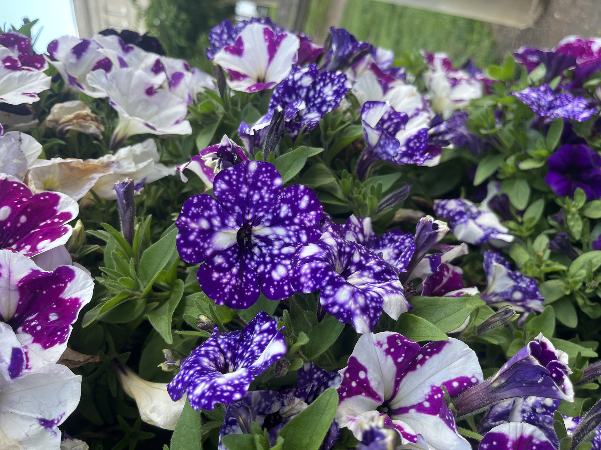Colorful petunia cluster blooms observed in A Coruña