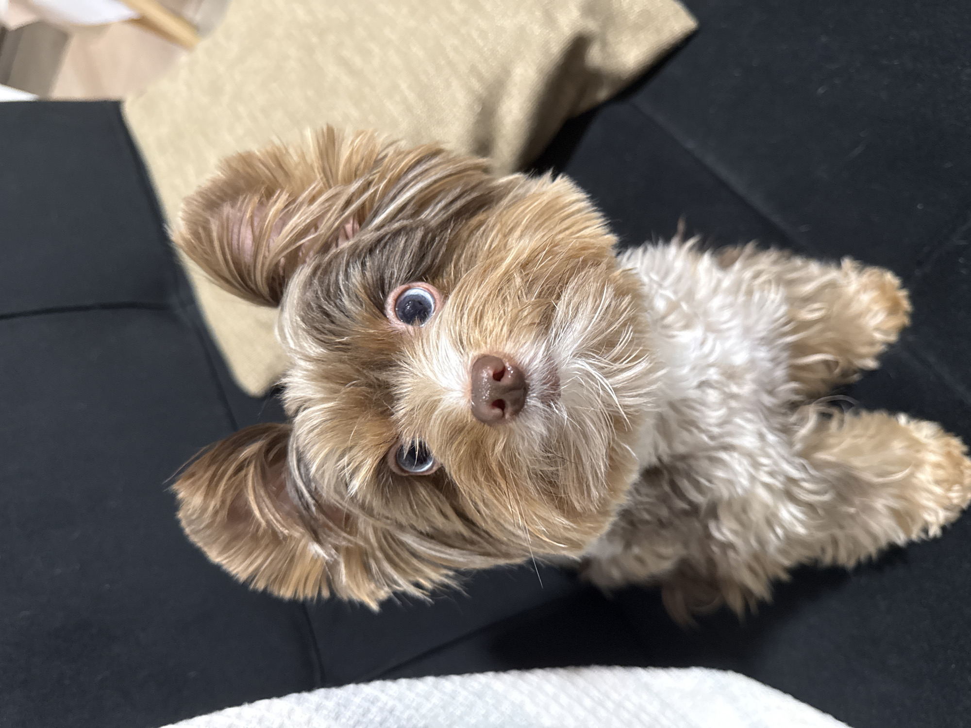 Blue-eyed Yorkie mix chills at home in Thủ Đức