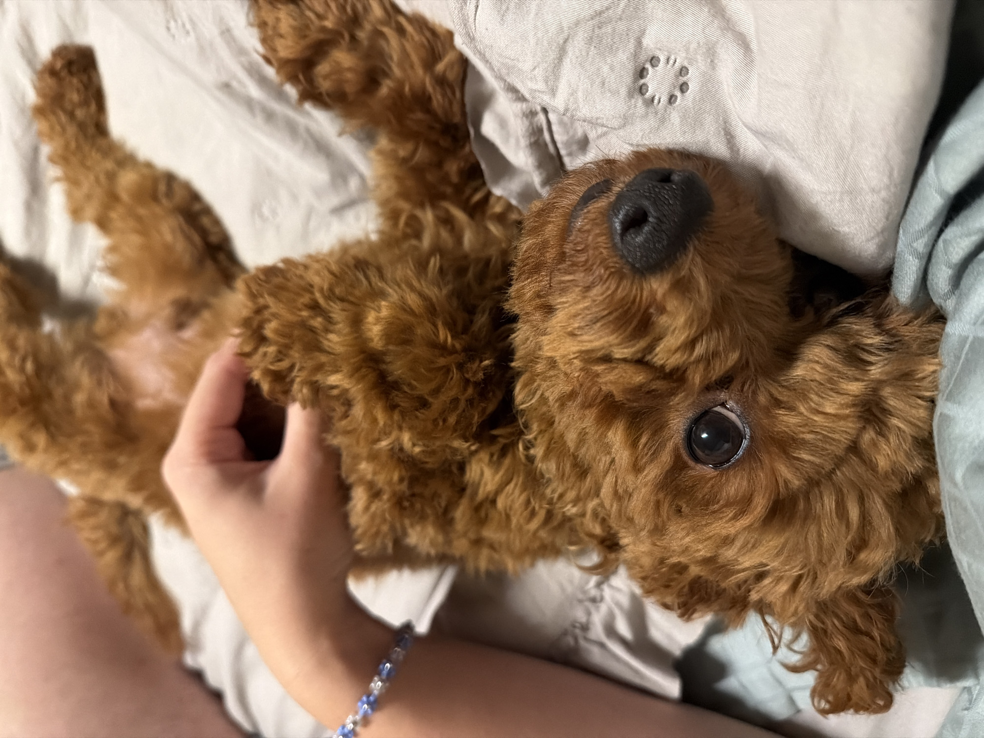 Poodle getting belly rubs on a bed in Sofia