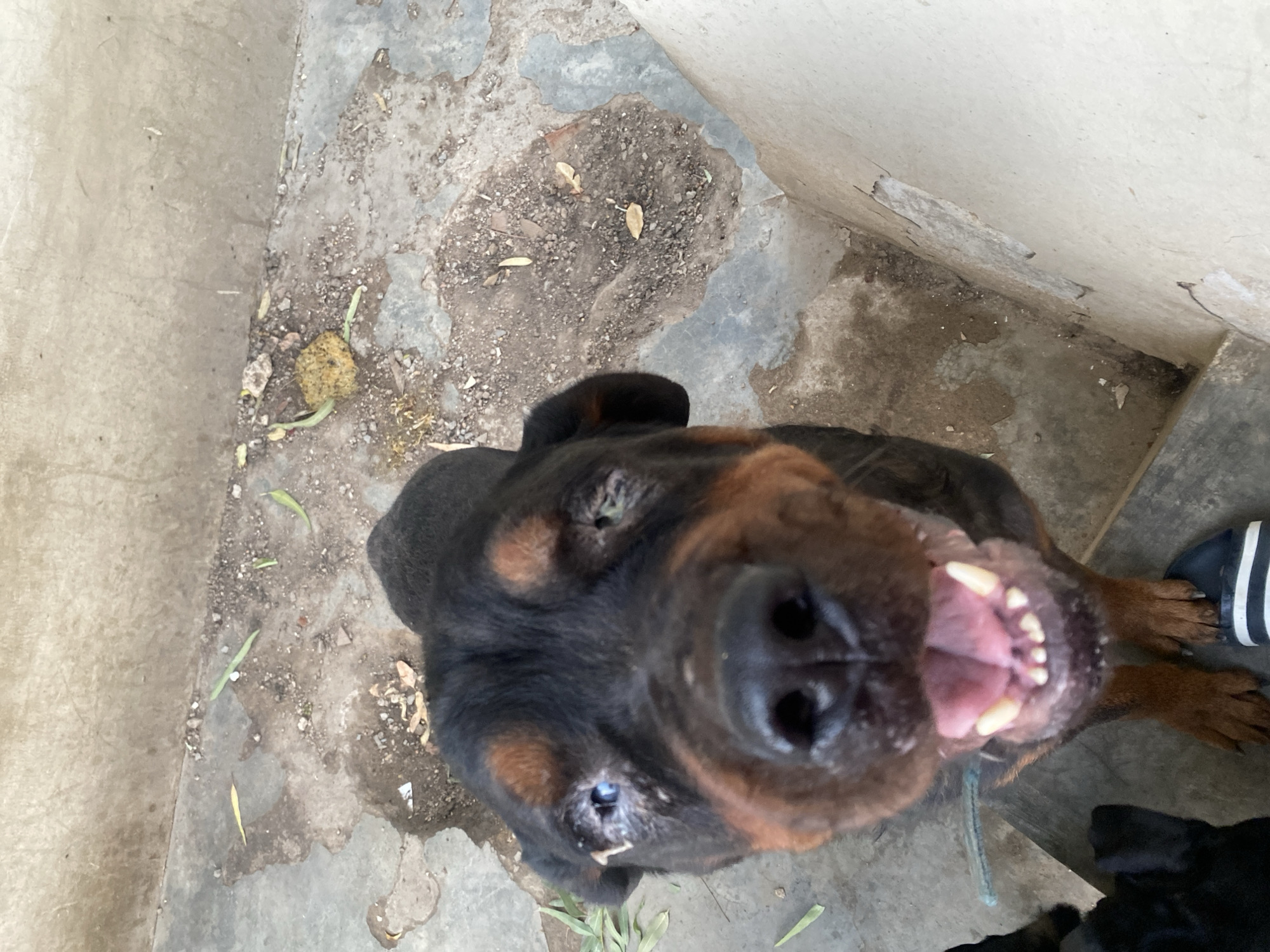 Rottweilers hanging out in a concrete yard in Giginyu
