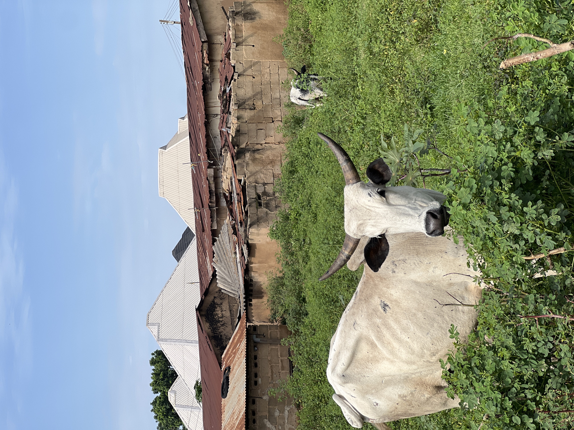 Cattle and roadside life in Bukuru, Nigeria