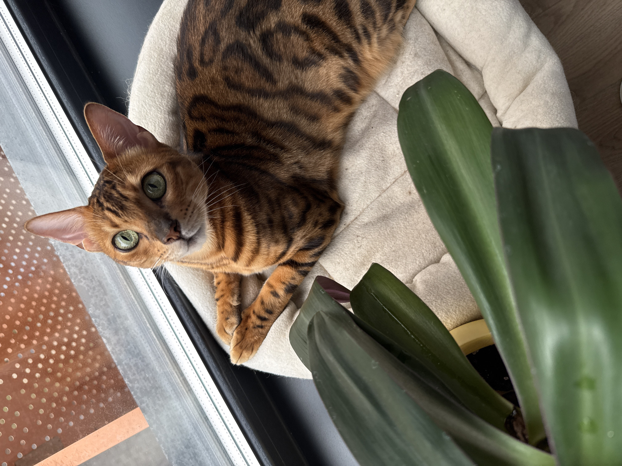 Bengal cat spotted in various window positions in Moscow