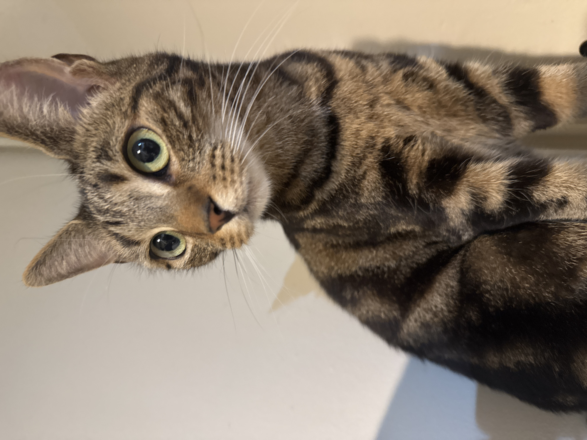 Two domestic cats photographed during evening playtime in Desborough home