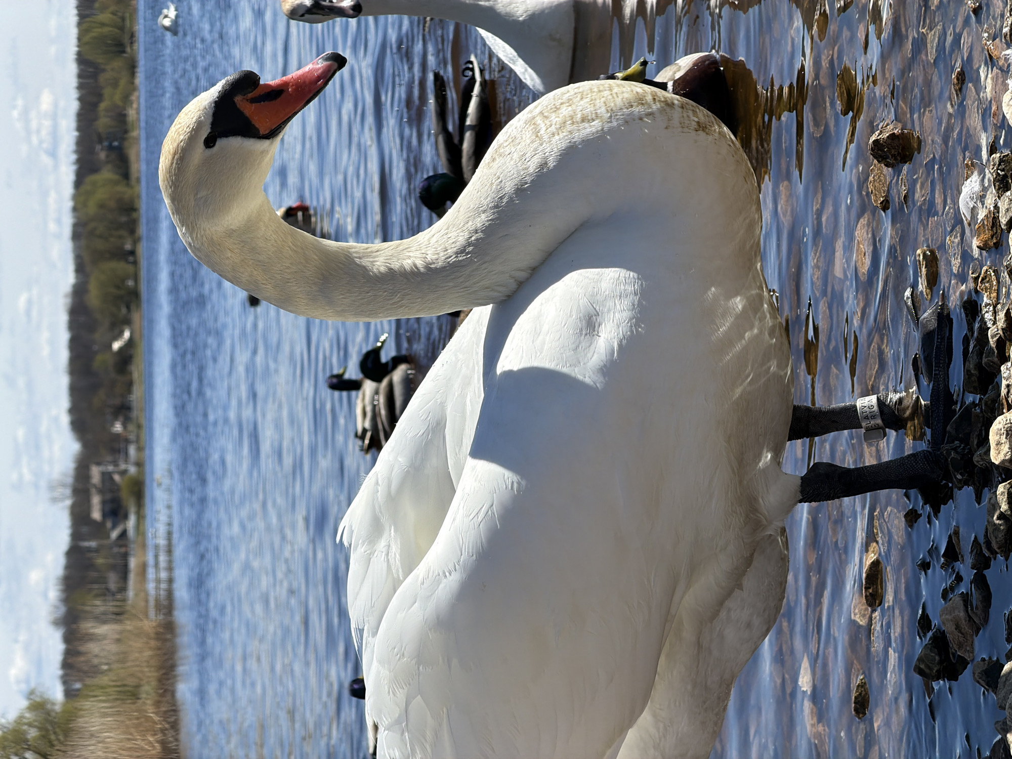 Girl feeds banded swans along Riga waterfront