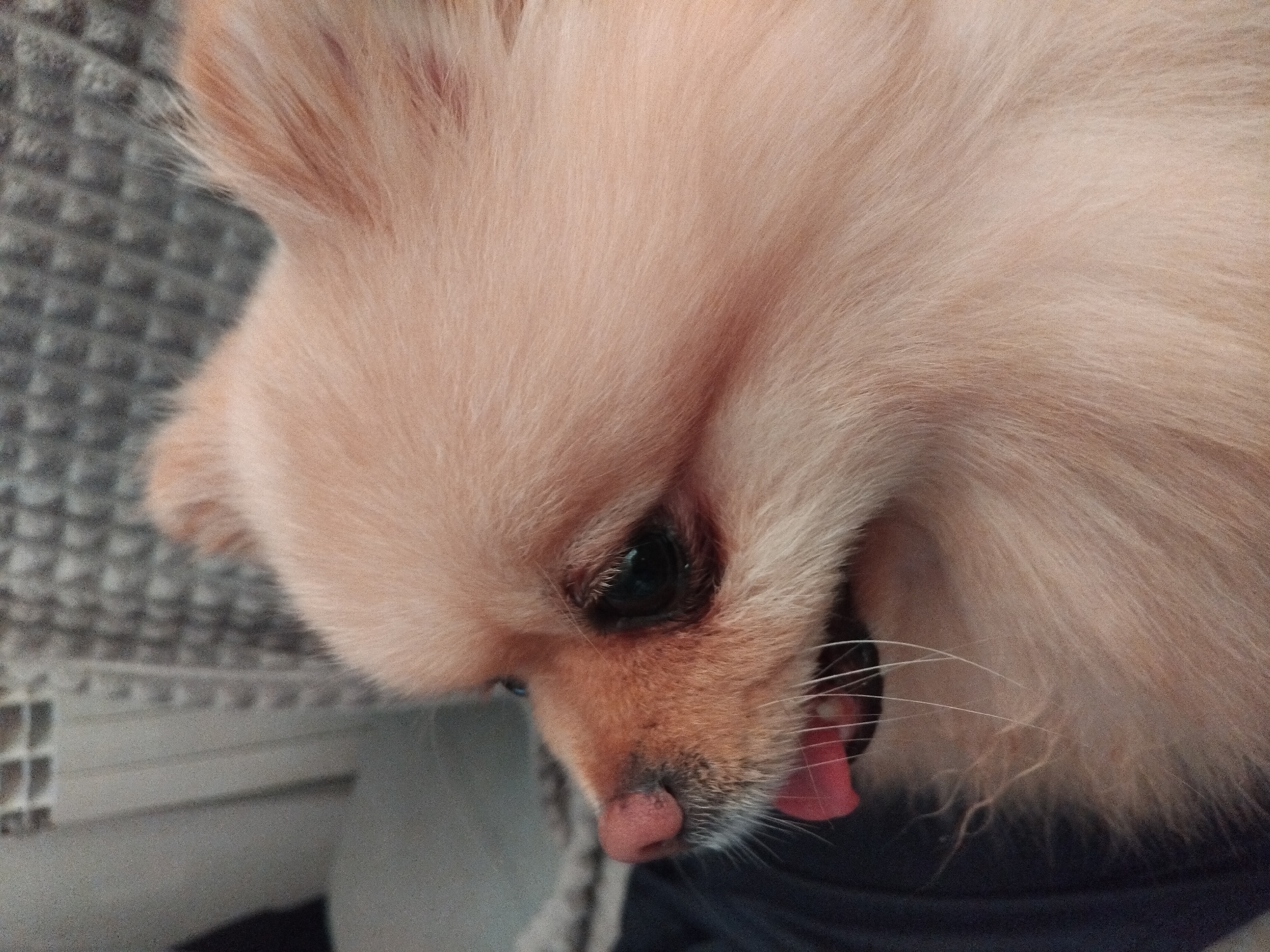 Pomeranian photographed up close indoors in Apriltsi, Bulgaria