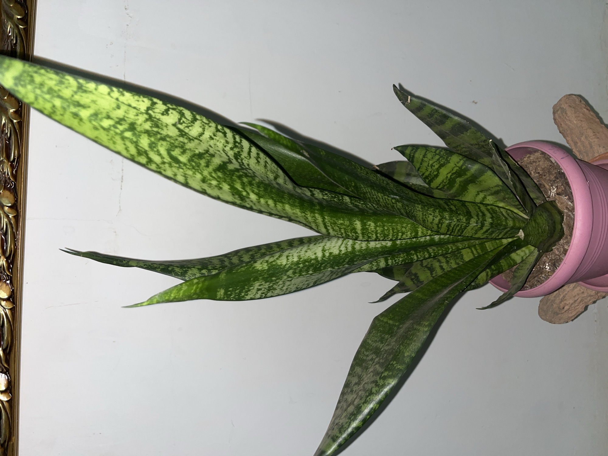 Late-night botanical and domestic observations recorded in Santa Ana, Venezuela