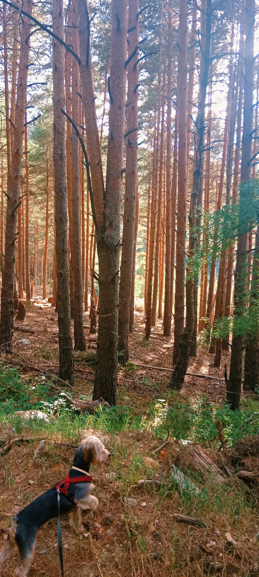 Afternoon hike through La Pinilla's pine forest trails